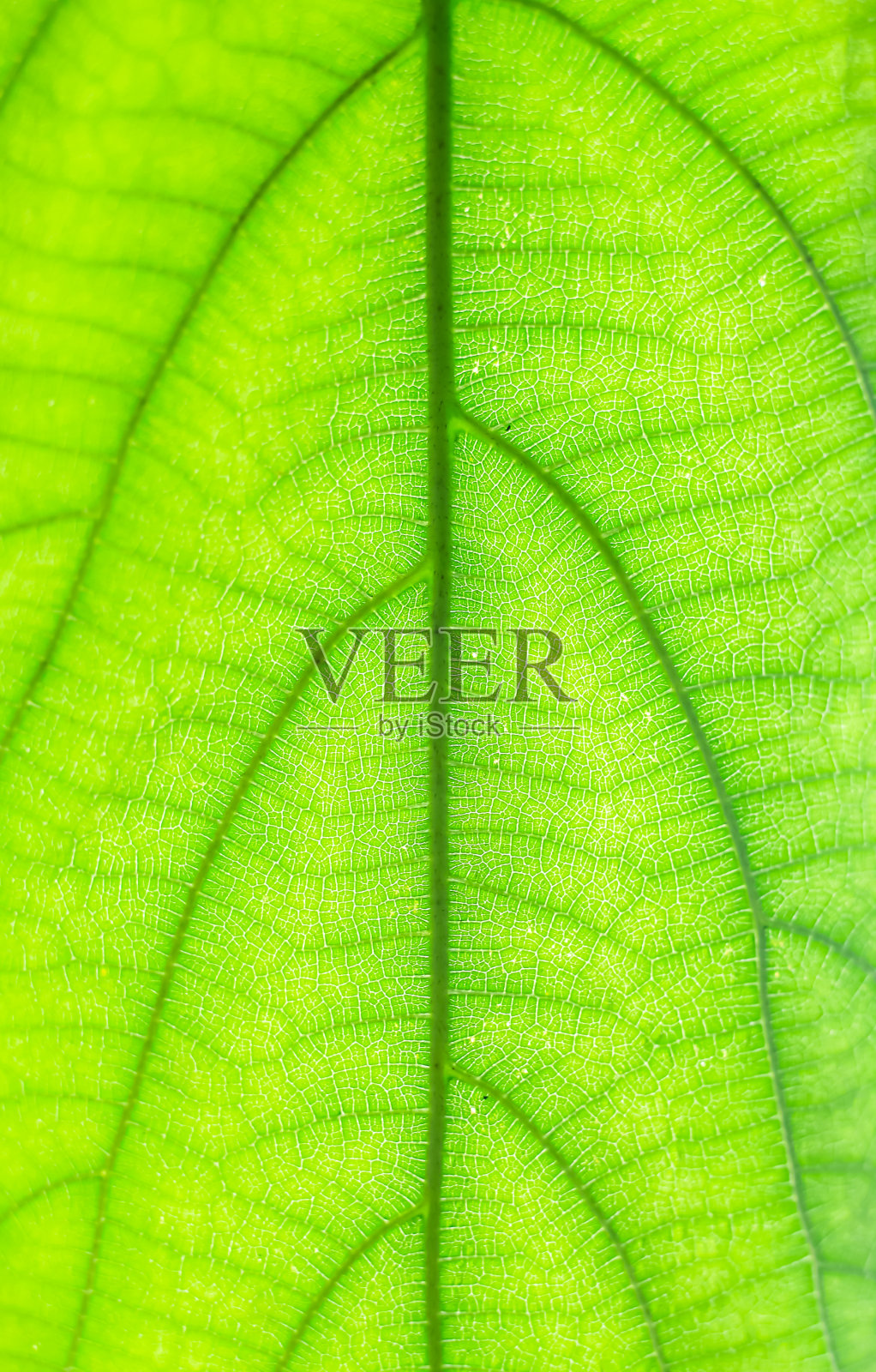 绿叶背景。叶子纹理。照片摄影图片