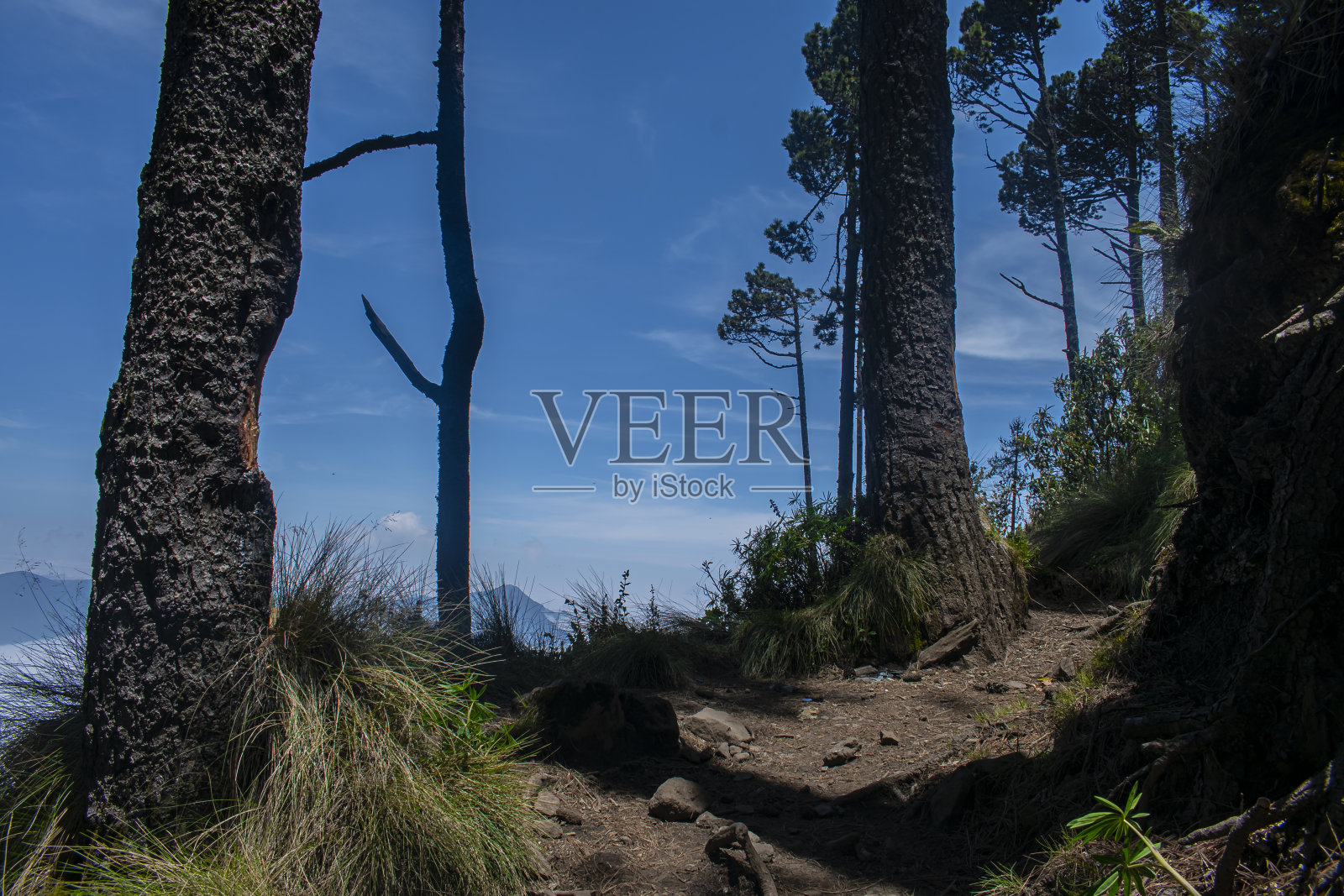 小路上有松树、干草和蓝天照片摄影图片