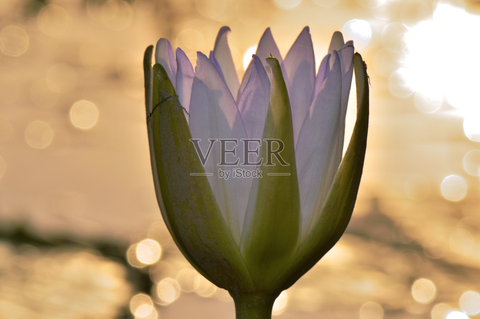 紫色睡莲照片摄影图片