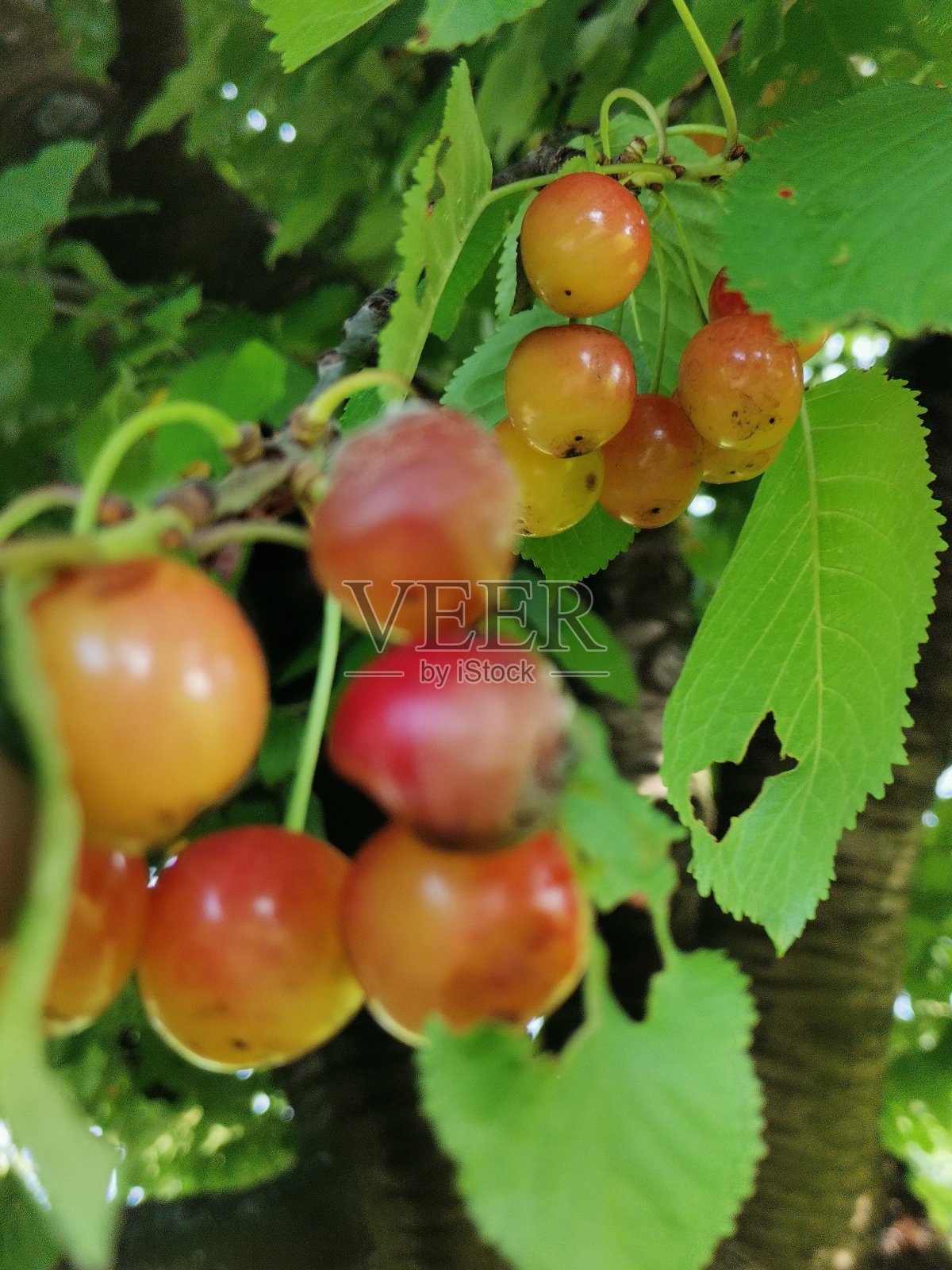 樱桃照片摄影图片