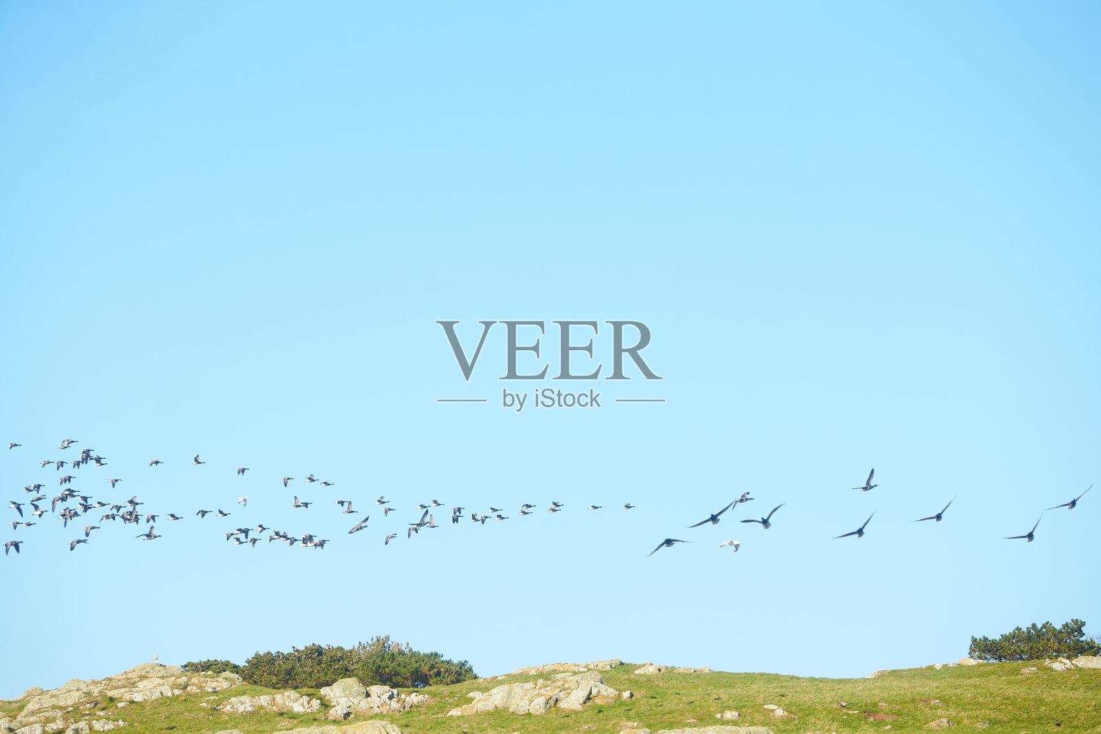 鹅迁移。一群加拿大鹅和野鸭在天空中飞翔。照片摄影图片