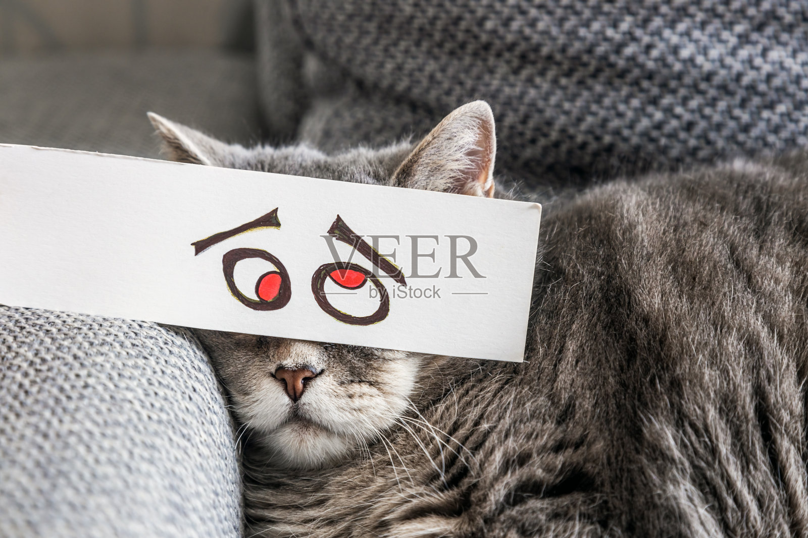 戴着滑稽纸面具的英国肥猫照片摄影图片