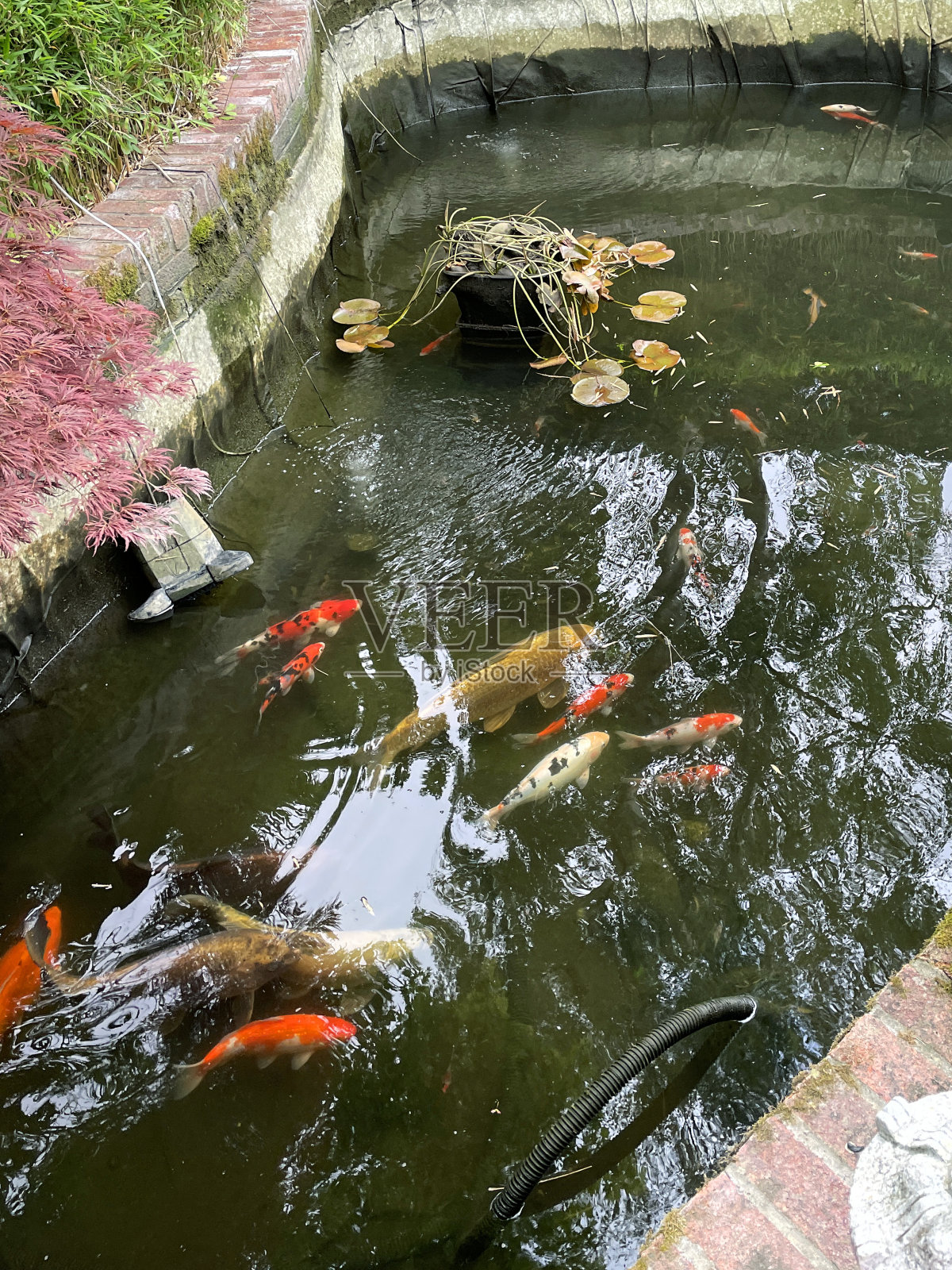 一个巨大的锦鲤池被抽干和清洁，而锦鲤游泳在剩余的水照片摄影图片