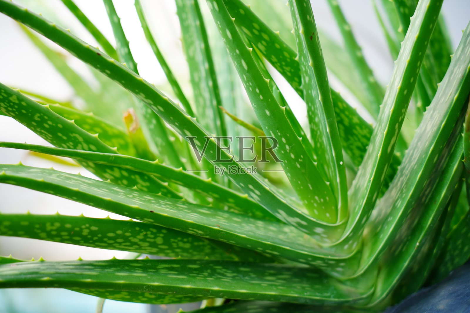 特写芦荟叶照片摄影图片
