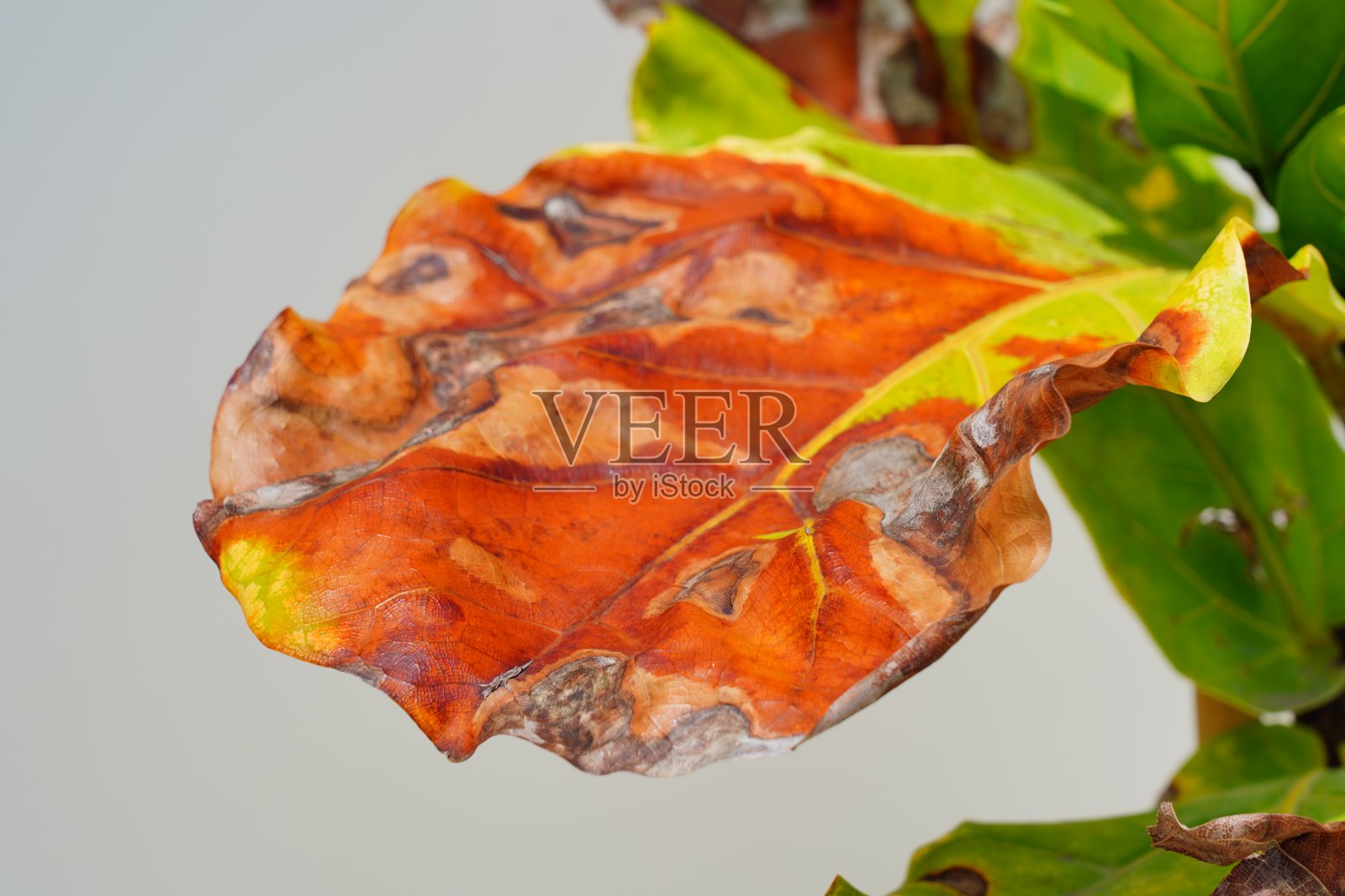 无花果叶干燥照片摄影图片