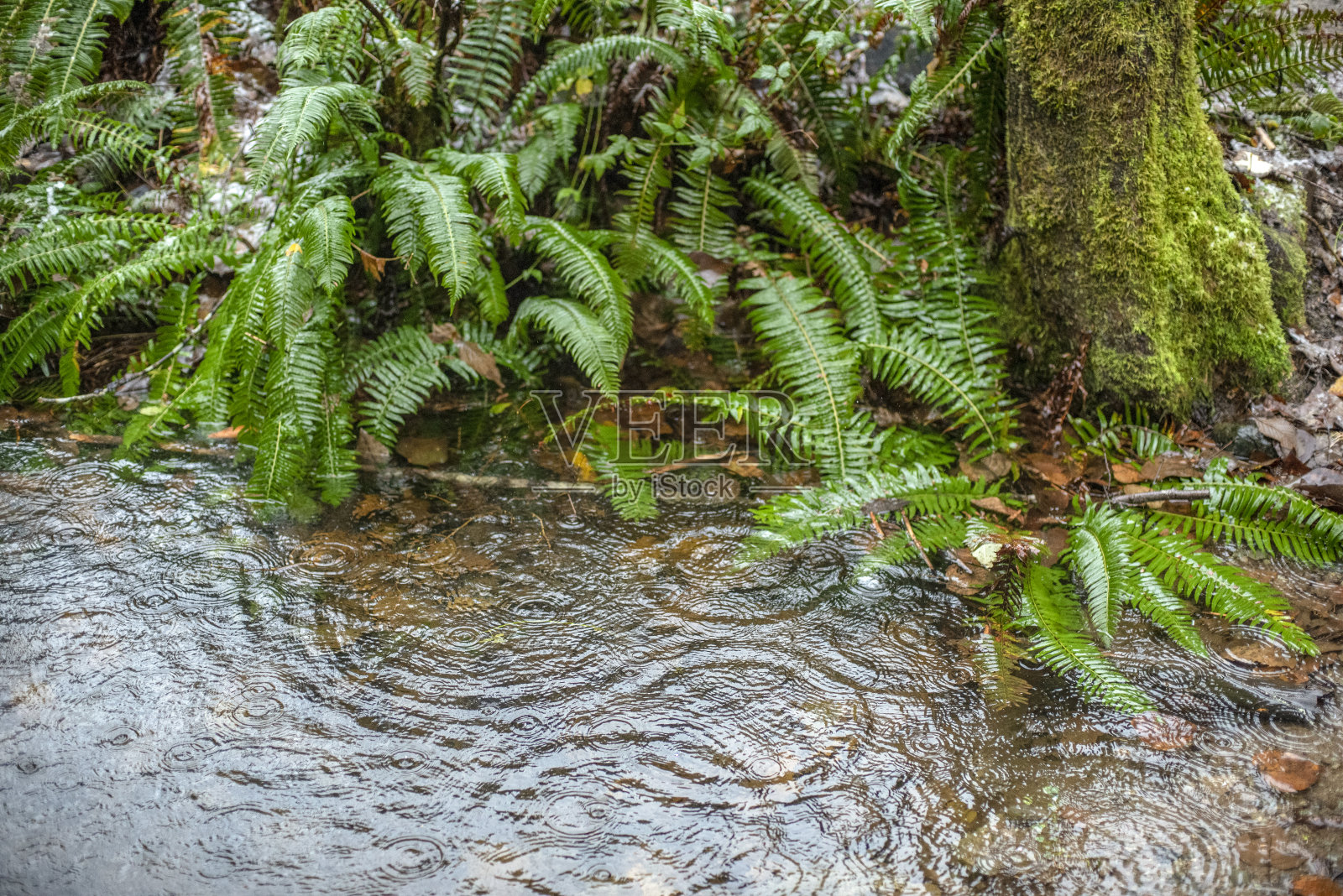 郁郁葱葱的雨林美景在雨中照片摄影图片