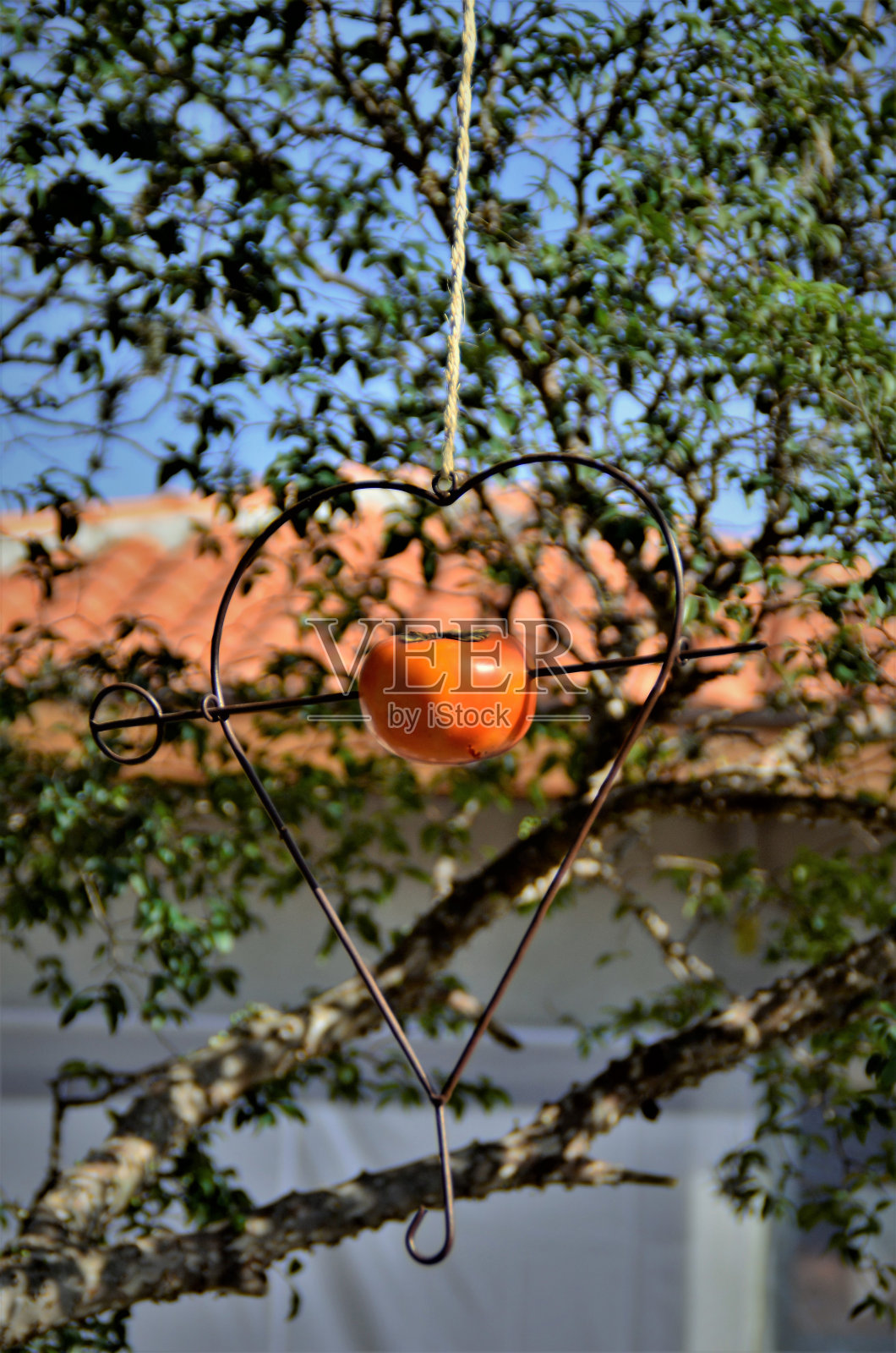鸟的心形喂食器里的一颗珠子照片摄影图片