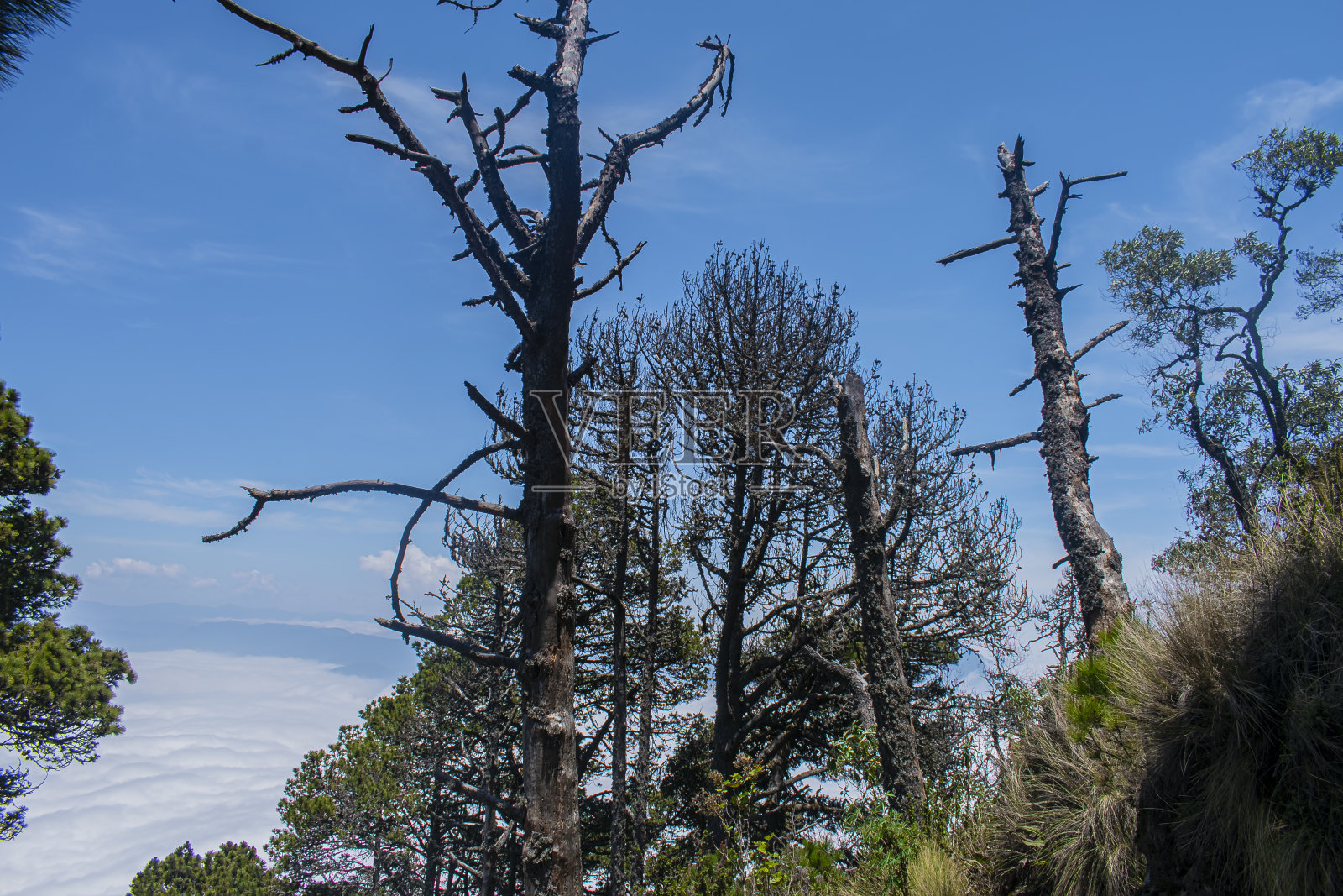 干燥的松树，美丽的风景在火山圣玛丽亚照片摄影图片