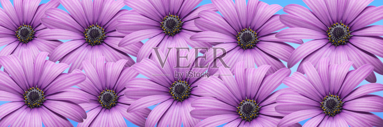 鲜紫色雏菊在淡蓝色背景上。照片摄影图片