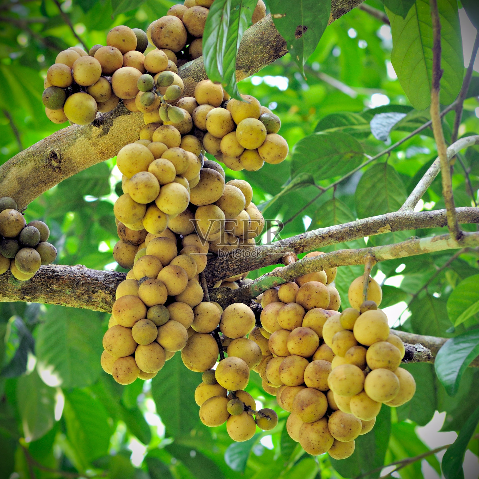 从伍伦贡附近来的照片摄影图片