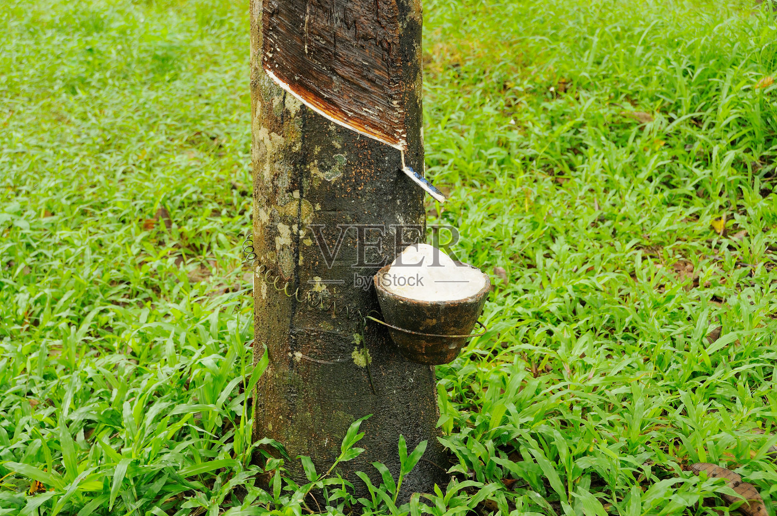 清晨是园丁工作的时间。照片摄影图片