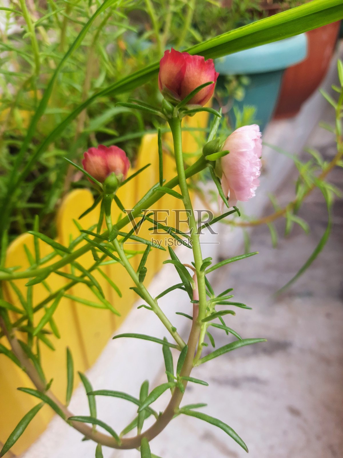 红色和粉红色的小花照片摄影图片