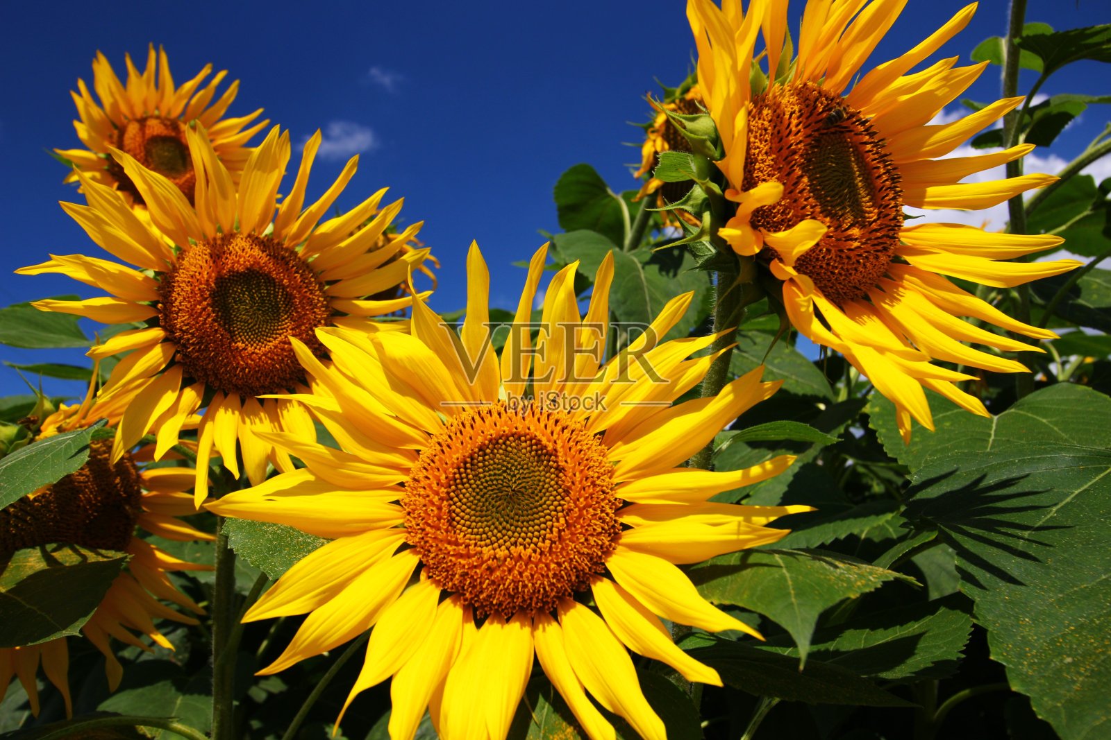 向日葵种植种植园近处照片摄影图片