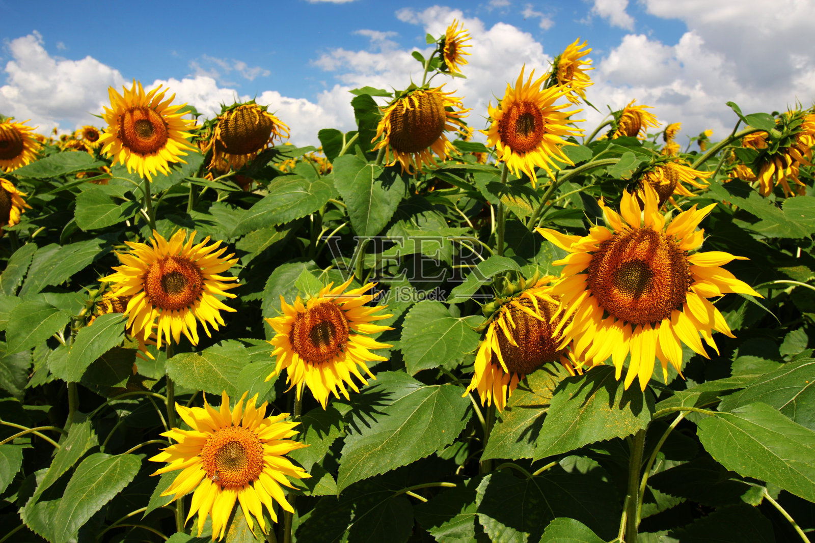 向日葵种植种植园近处照片摄影图片