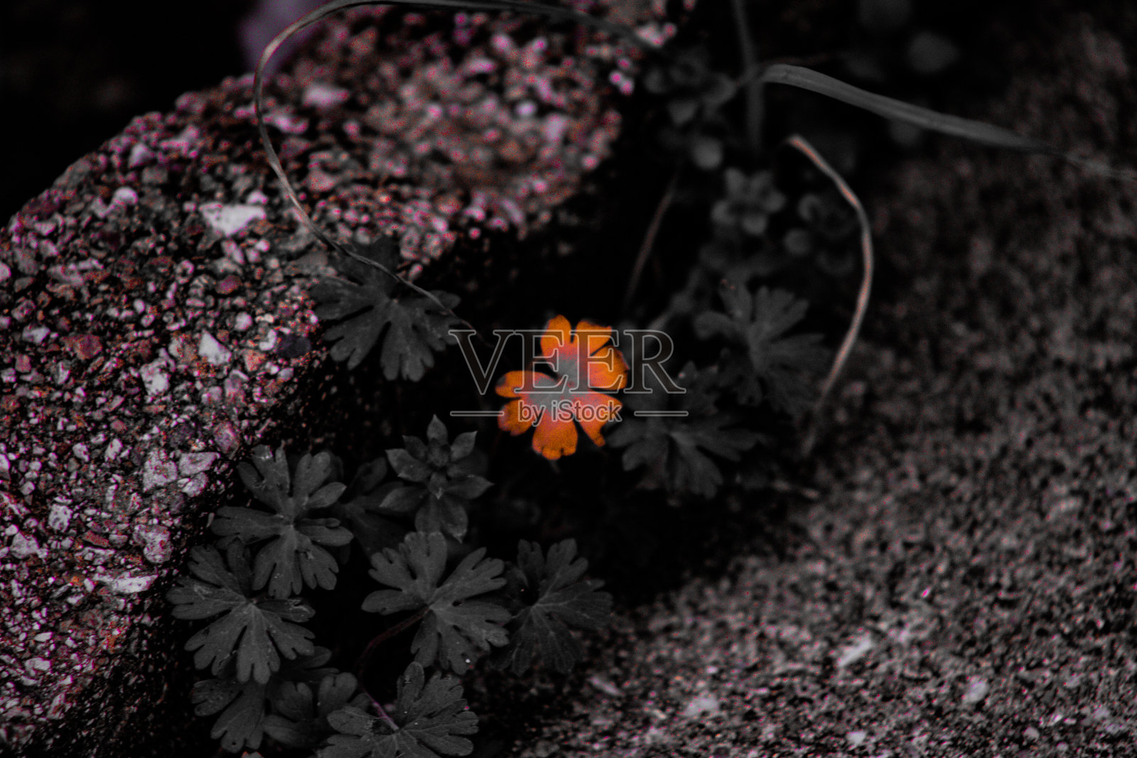 花照片摄影图片