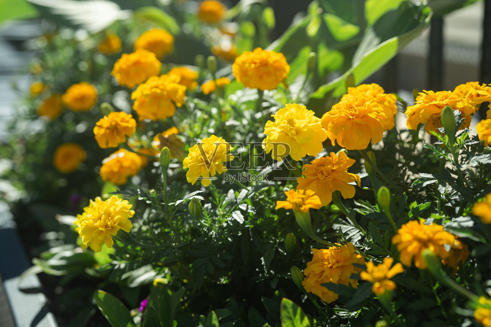 玛丽戈尔德在加拿大安大略省的一个阳光明媚的日子照片摄影图片