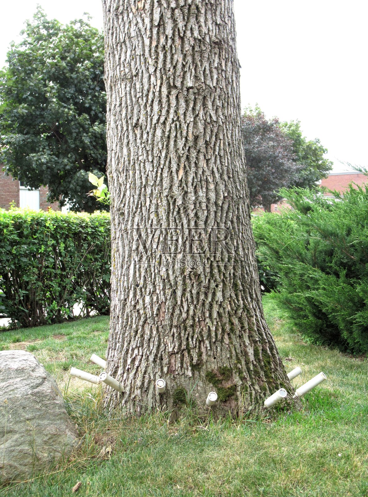 自然……“翡翠白蜡蛀虫处理”照片摄影图片