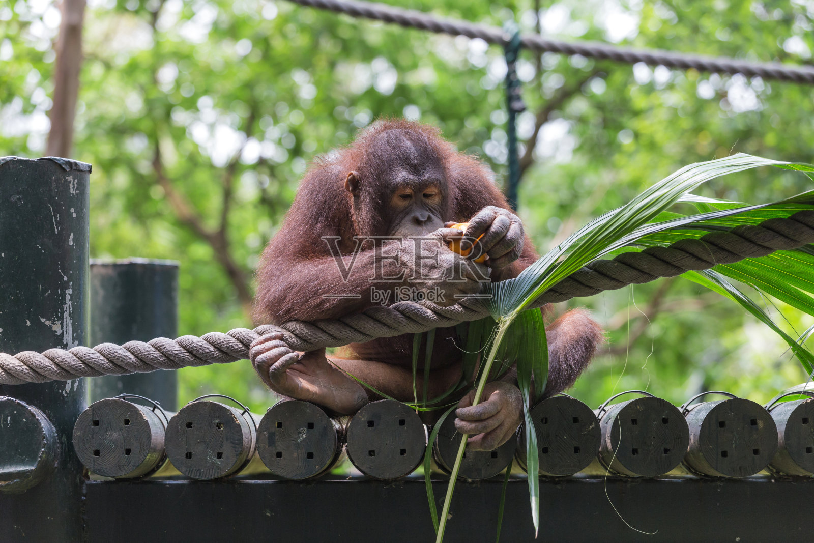 可爱的猩猩照片摄影图片