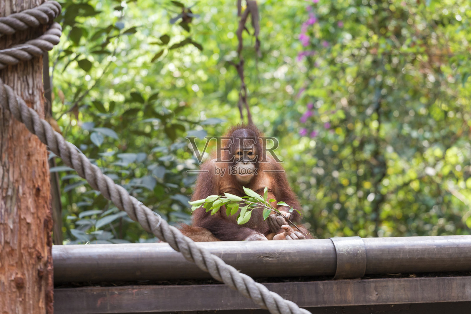 可爱的猩猩照片摄影图片