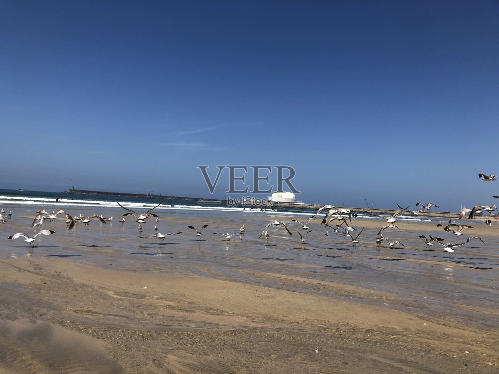 沙滩,海鸥照片摄影图片