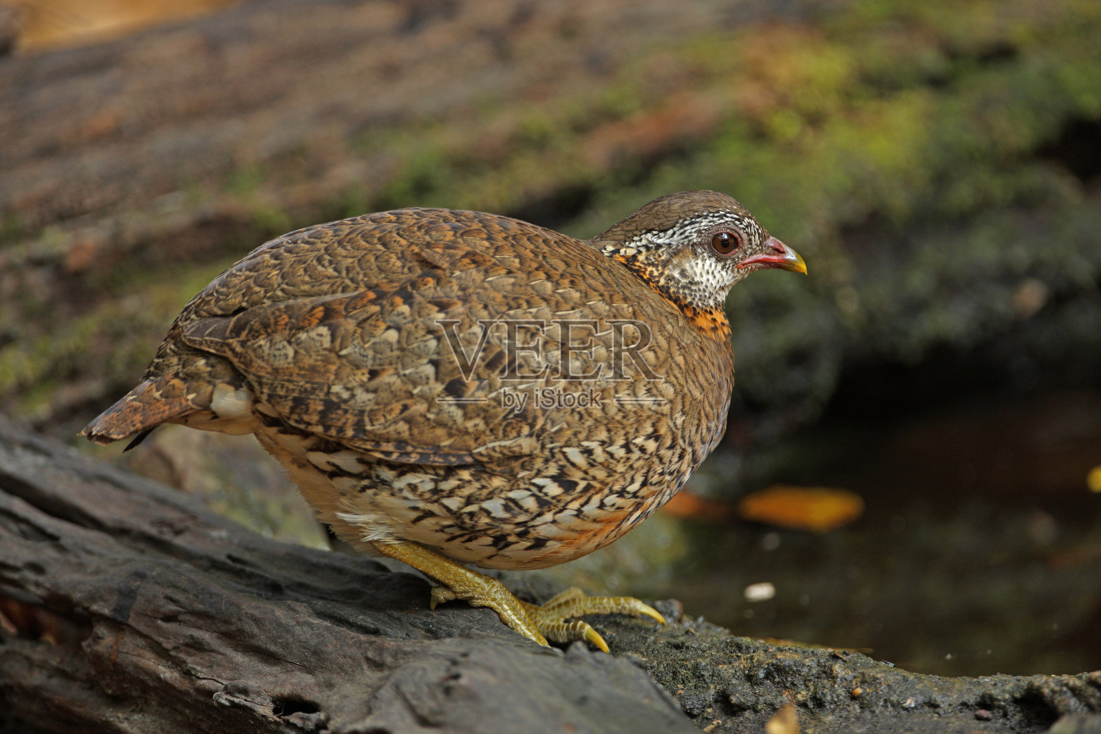 Green-legged鹧鸪照片摄影图片