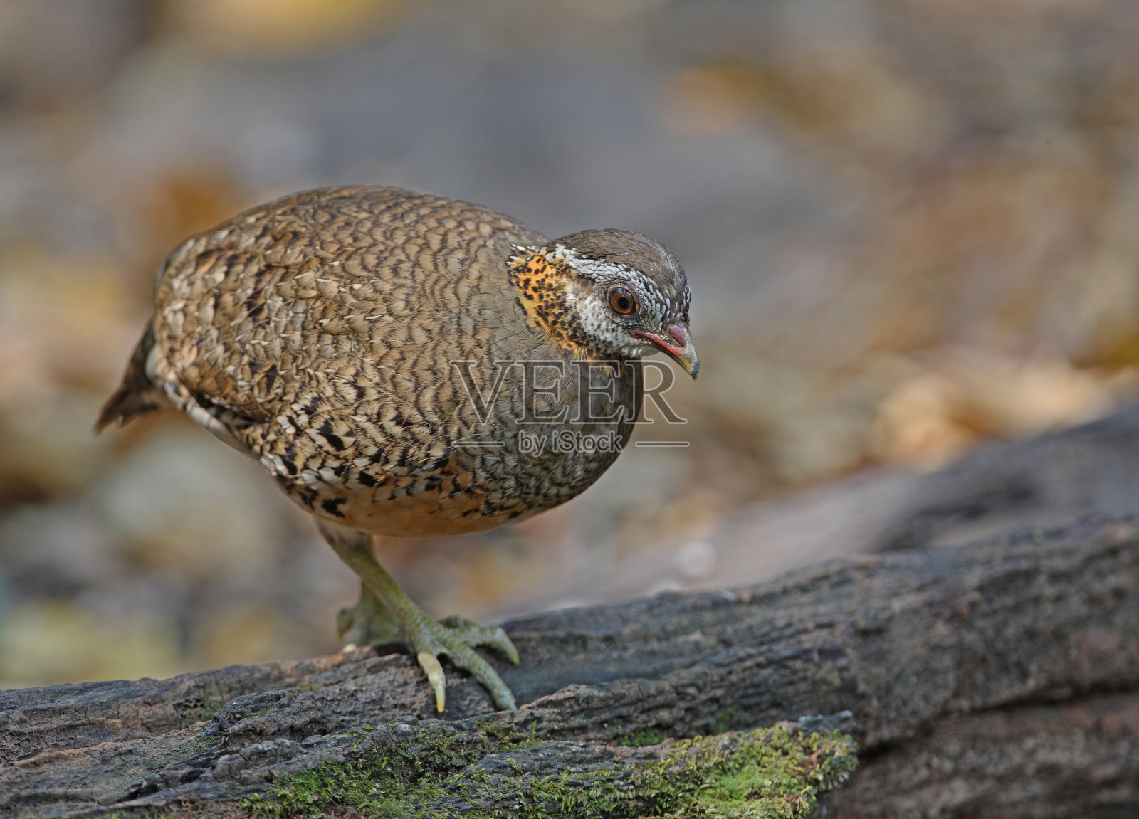 Green-legged鹧鸪照片摄影图片