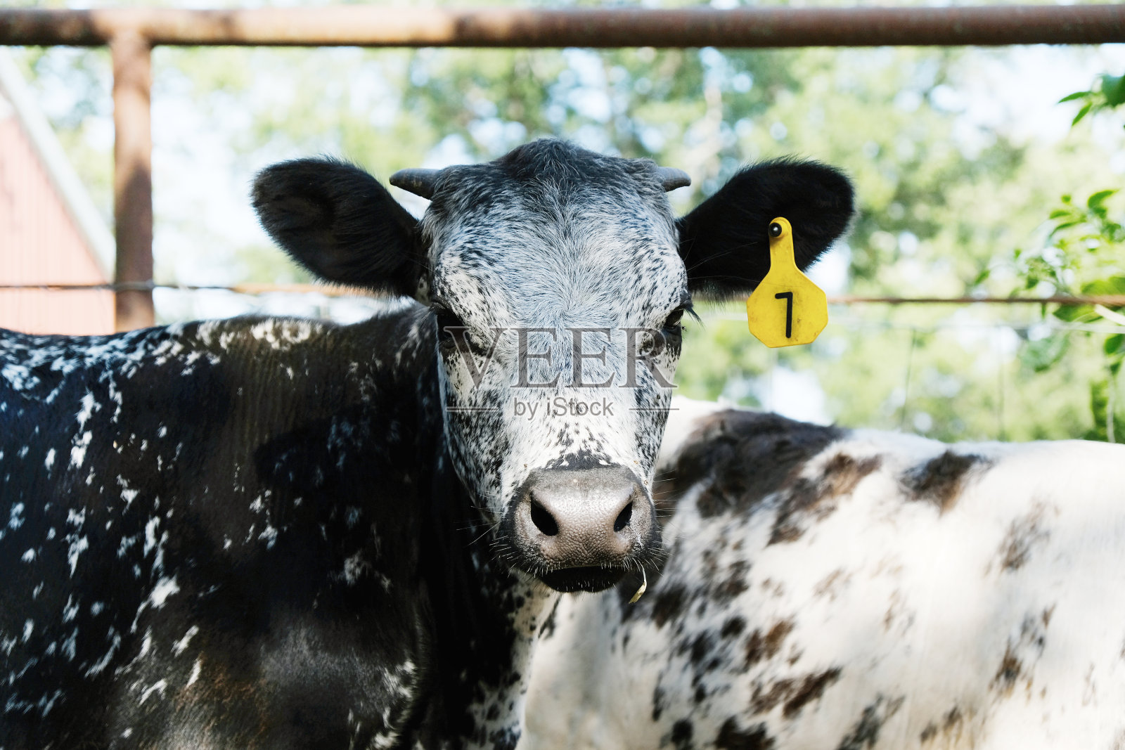 斑点德克萨斯长角牛犊肖像近距离与耳朵标签。照片摄影图片