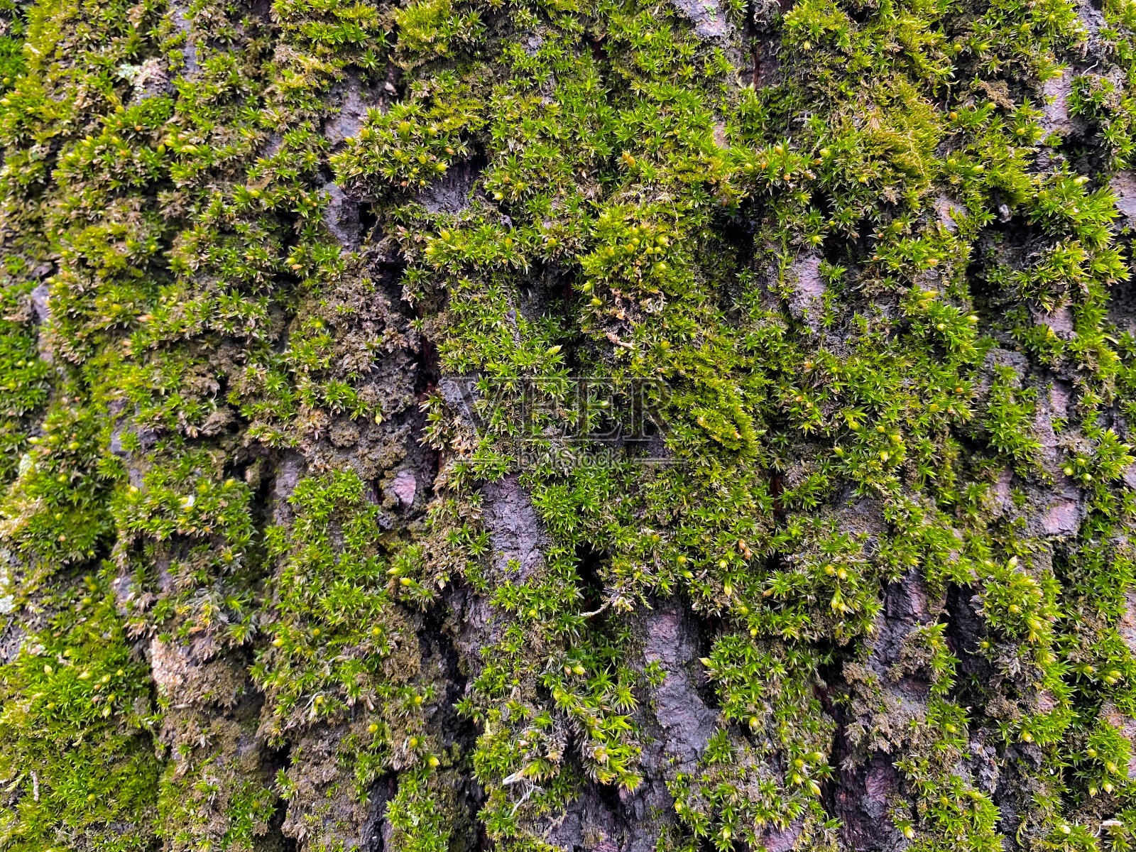 一棵带有亮绿色苔藓的老树的树皮的特写。自然背景照片摄影图片