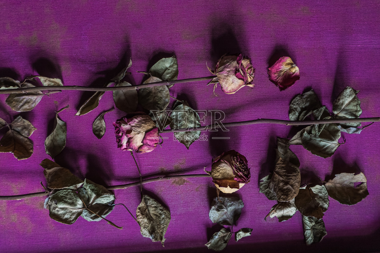 心情板框架干玫瑰在紫色纹理背景平lay照片摄影图片