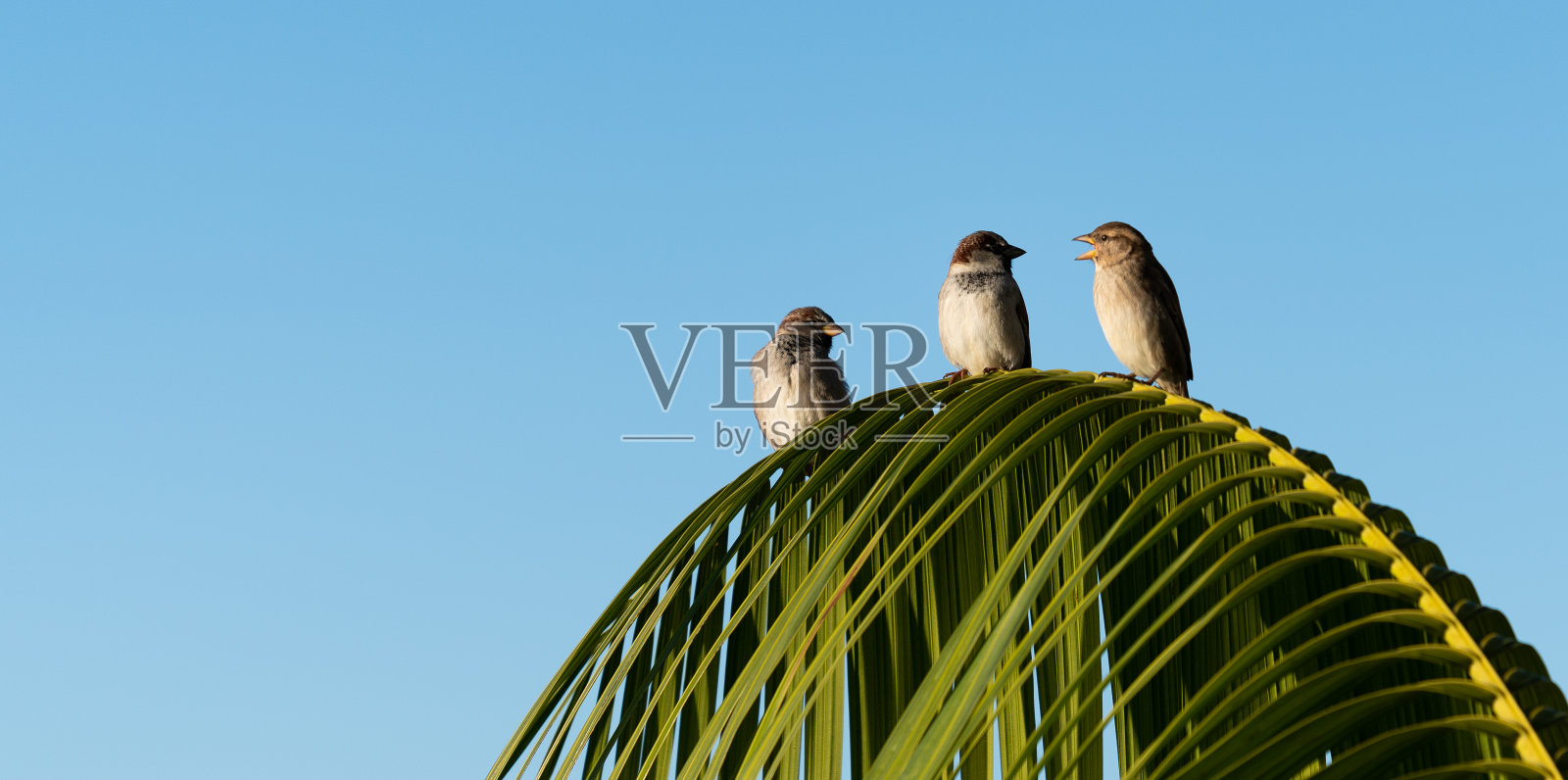 栖息在棕榈叶上的家麻雀照片摄影图片
