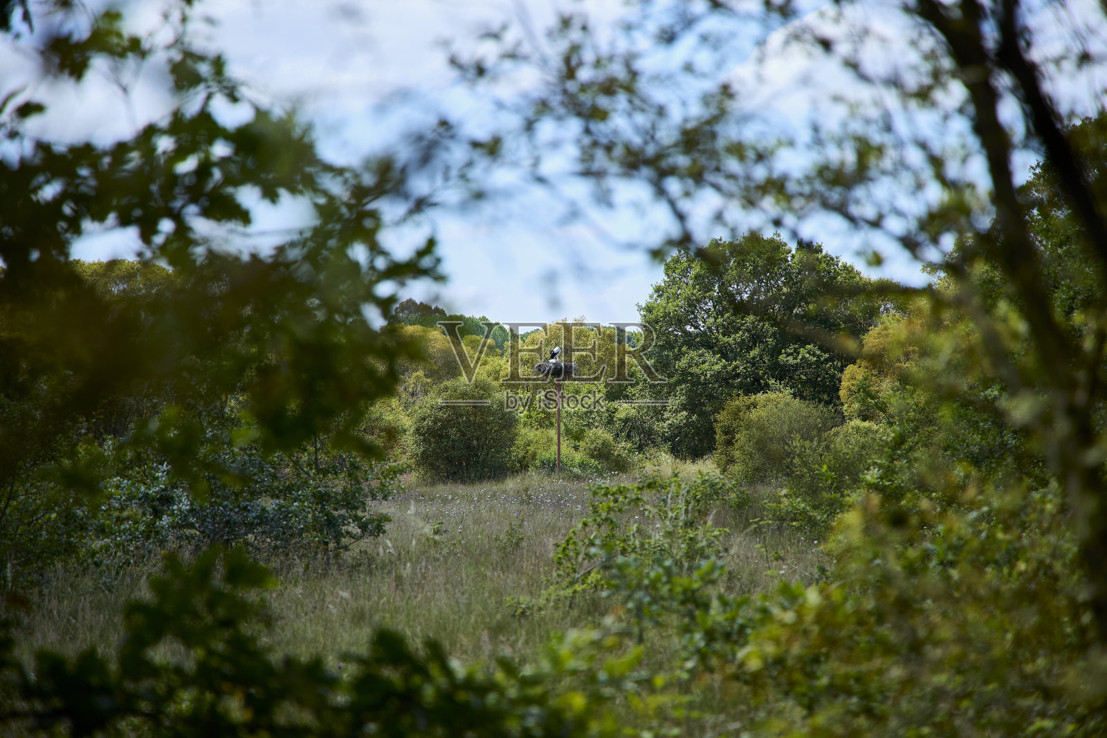 两只鹳在大森林中间的一个巢里照片摄影图片