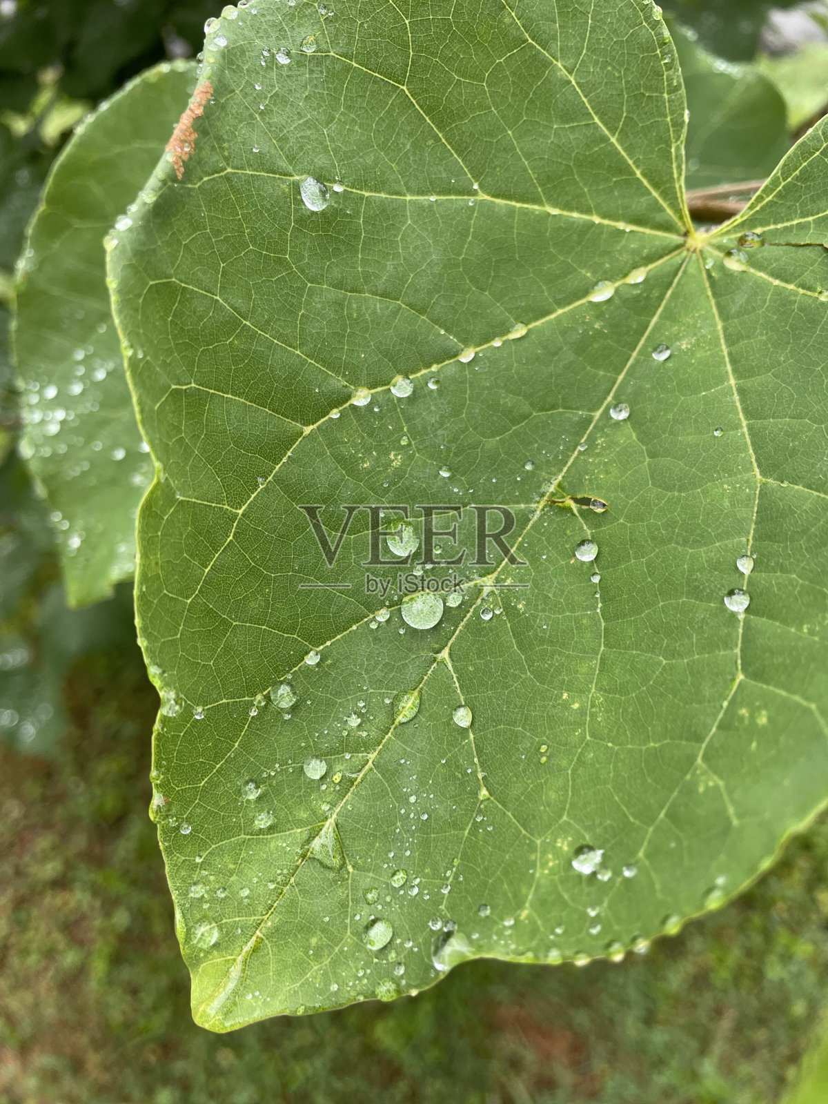 雨滴落在树叶上照片摄影图片