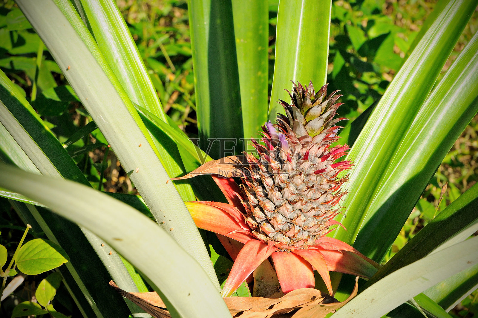 菠萝的小尺寸照片摄影图片
