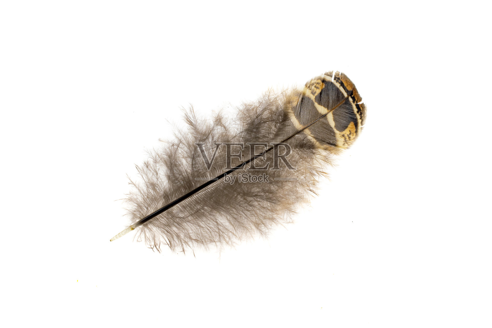 白色背景上的棕色雉鸡羽毛照片摄影图片
