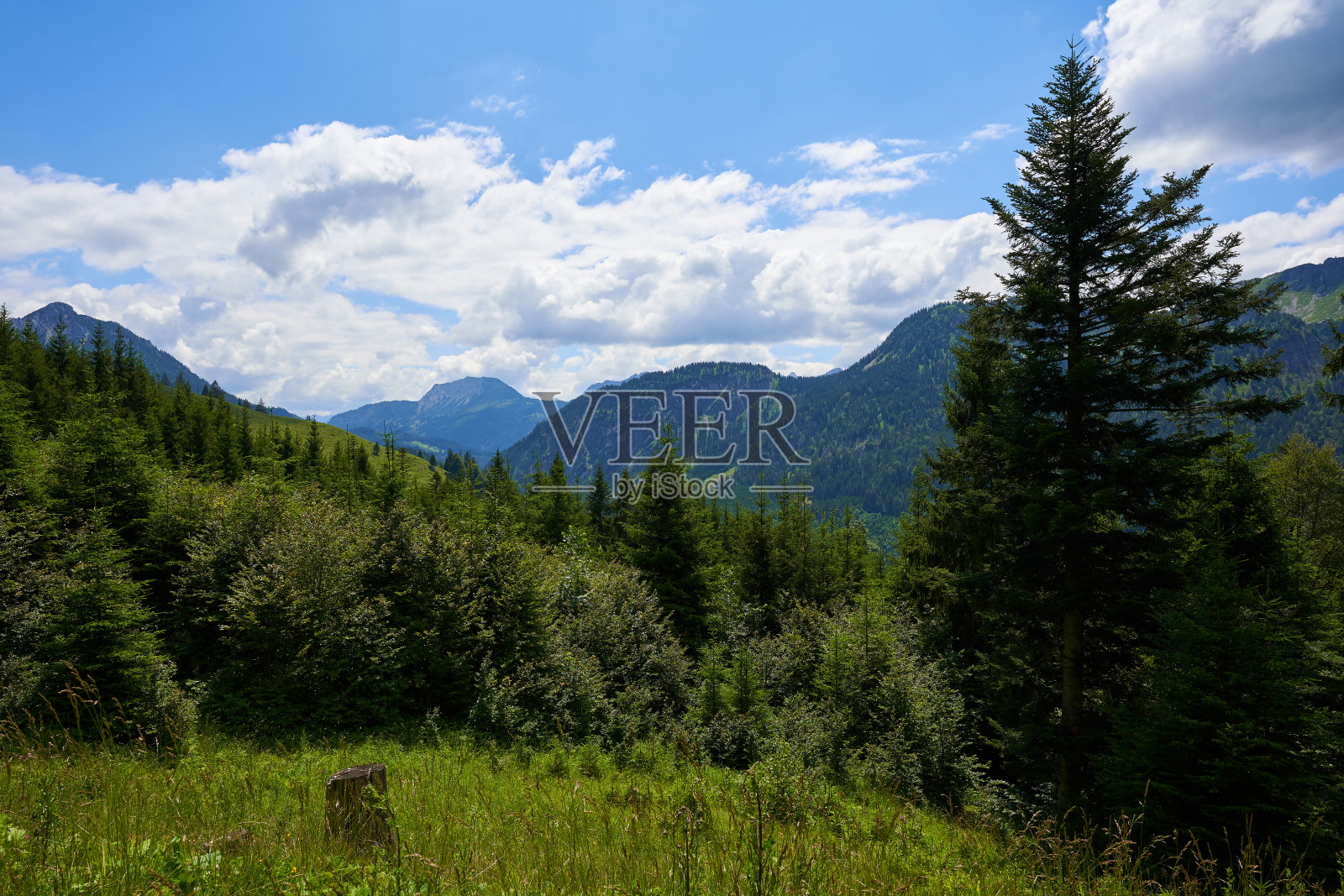 唐海姆山在Allgäu，地势高，有许多绿色的树木，许多针叶树和美丽的草地，蓝色的天空与白灰色的云。德国,巴伐利亚。照片摄影图片