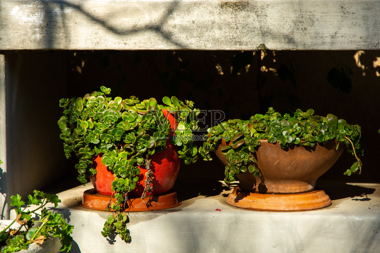 盆栽植物，房子照片摄影图片