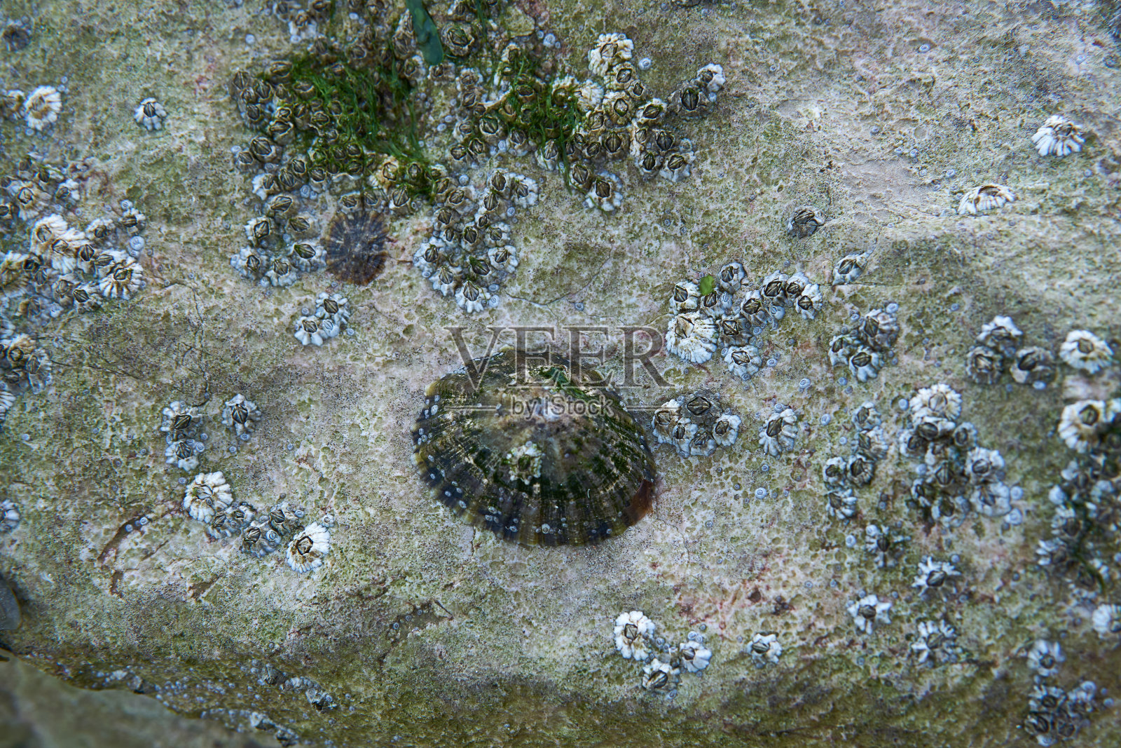 海滩上岩石上的贝壳。照片摄影图片