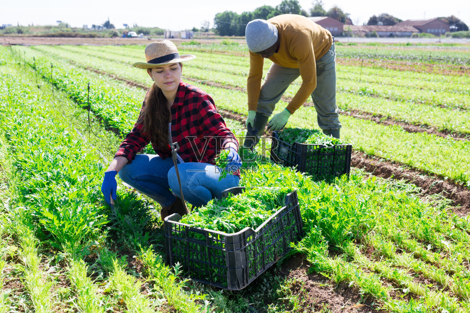 在田里切熟芥菜叶的妇女。收获的季节照片摄影图片