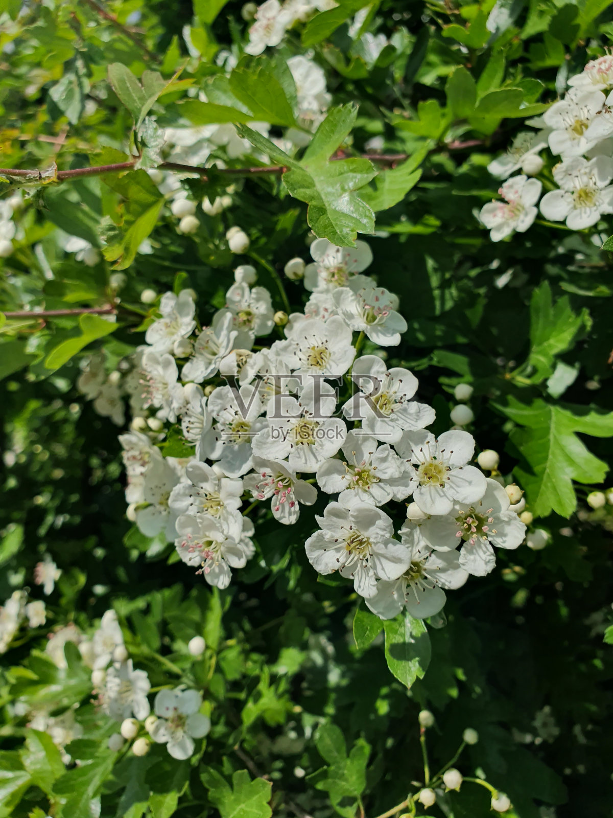 鸟樱桃树(Prunus Padus)在开花照片摄影图片