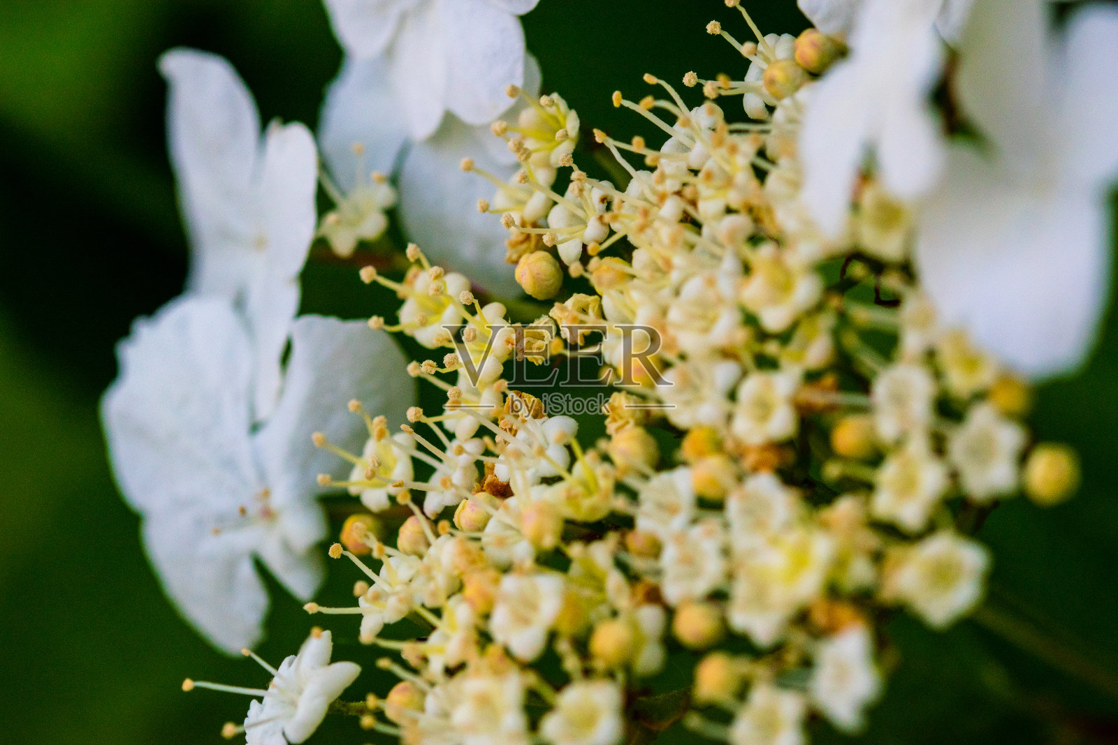 白色雪球植物的极端特写照片摄影图片
