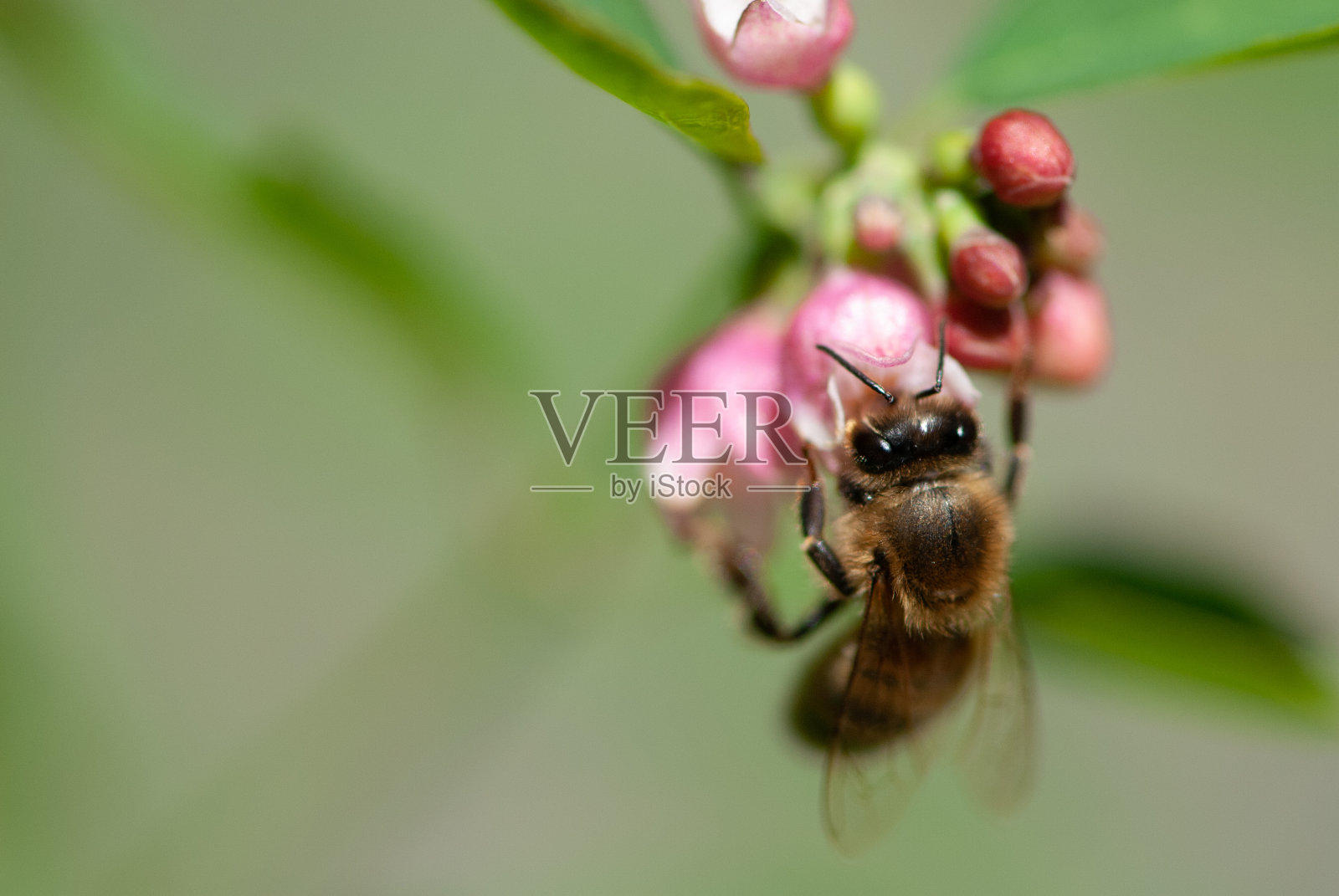 特写蜜蜂喝雪莓花的花蜜照片摄影图片