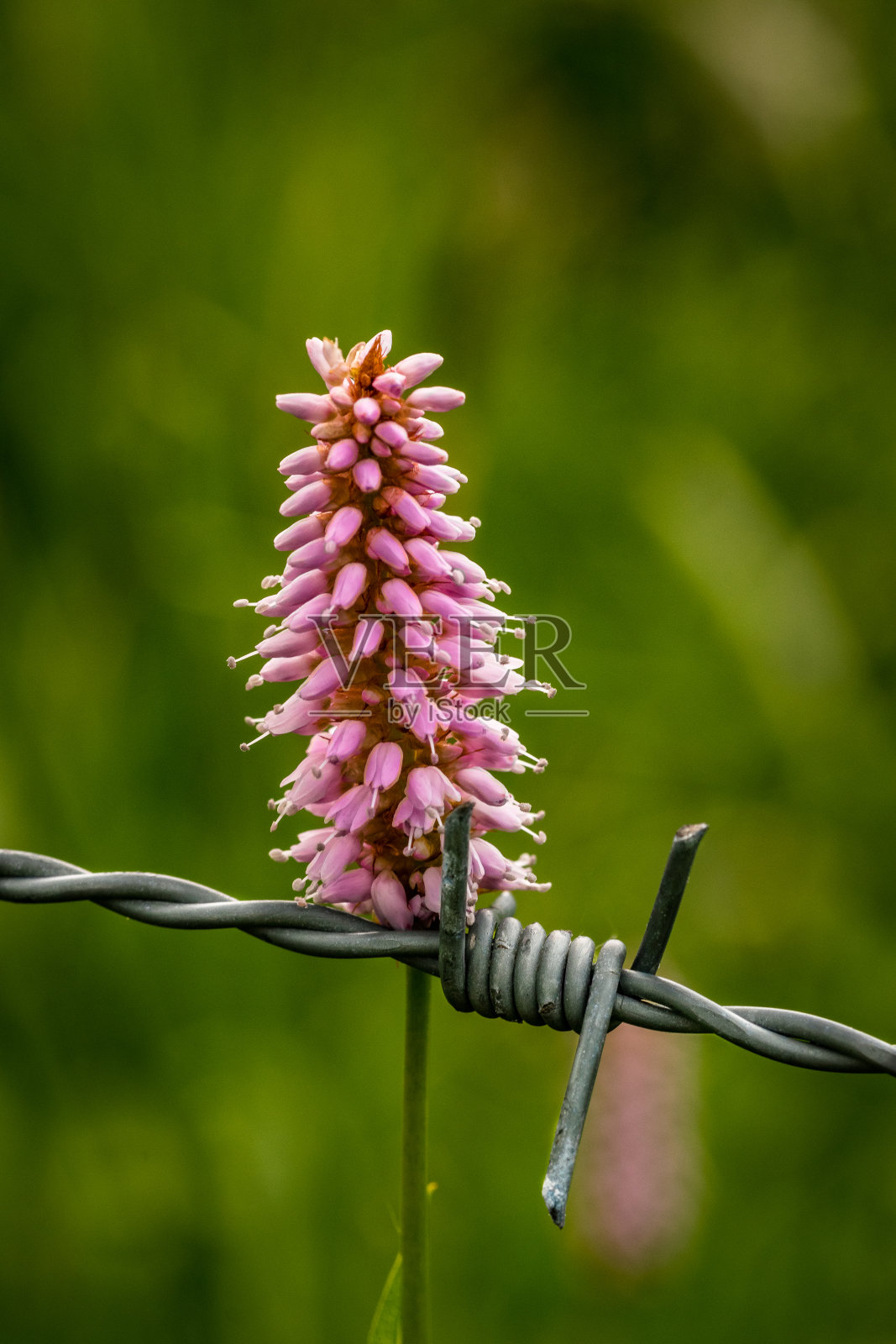 美丽的粉红色草甸knotweed在绿色草甸与一个旧的带刺铁丝网在前景照片摄影图片