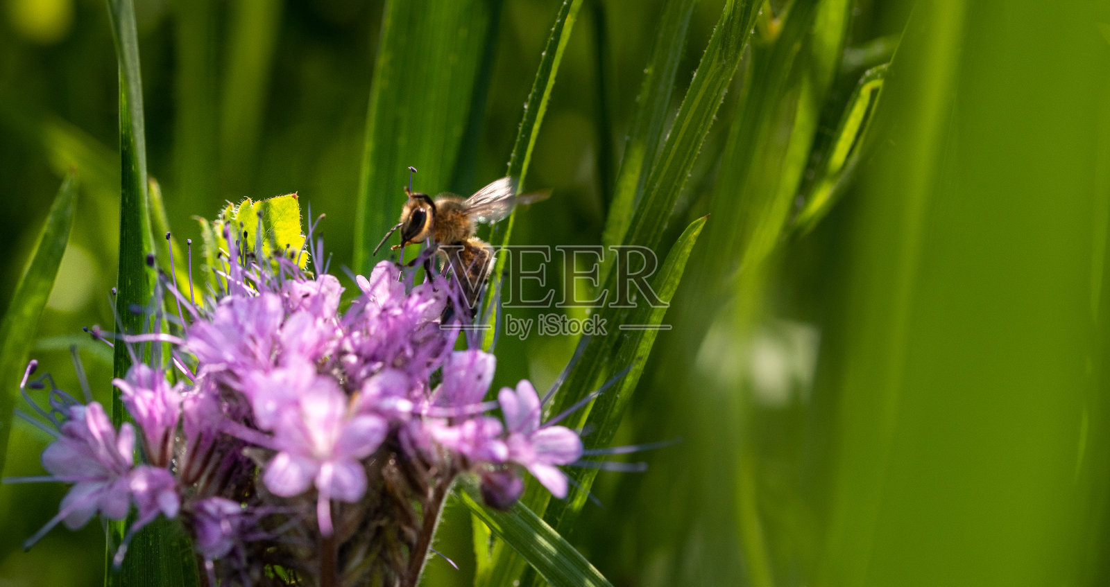 一个飞蜜蜂在一个紫色的蜜蜂牧场植物上的极端特写照片摄影图片
