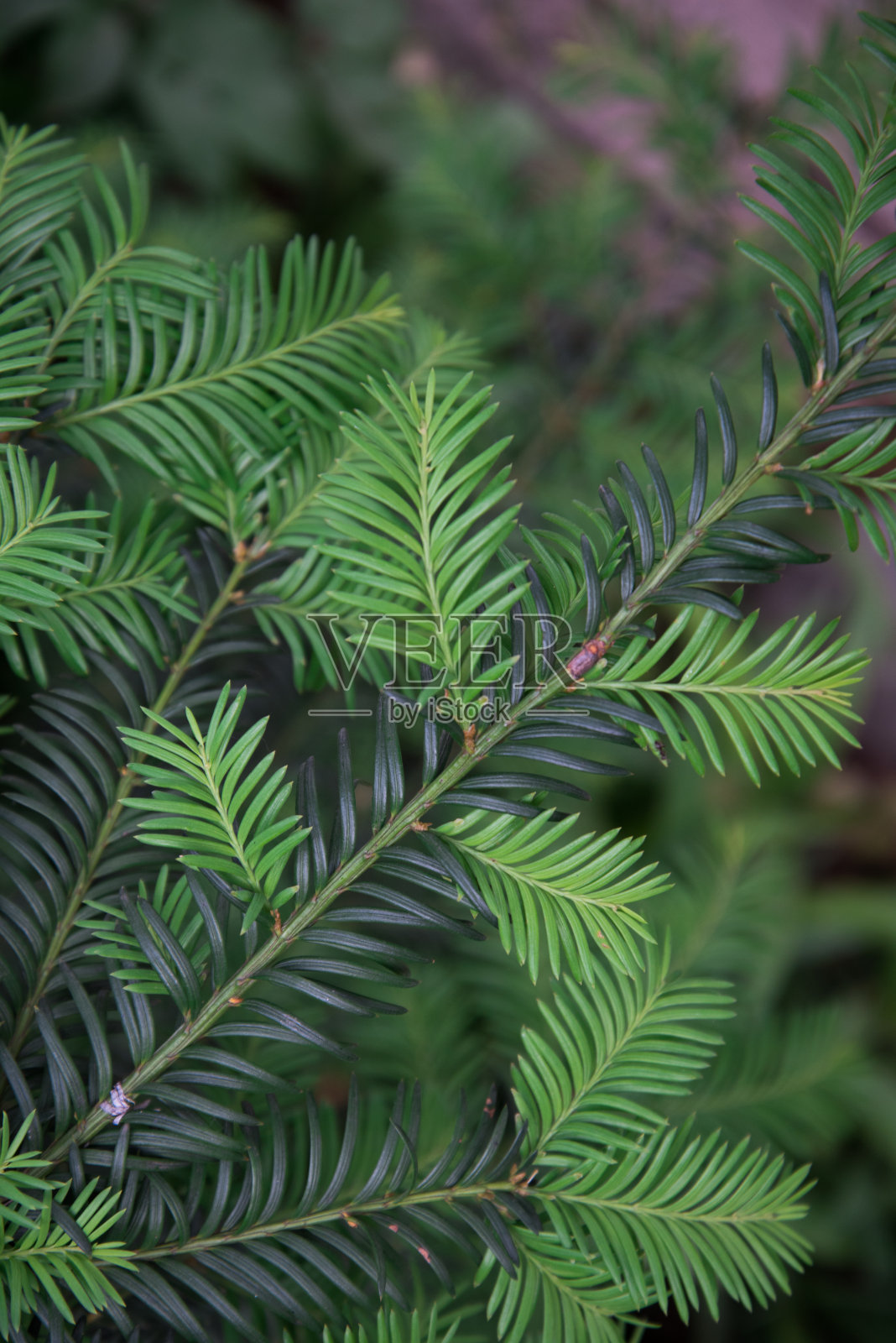 水杉。植物分支特写。绿色针叶背景，质地。年轻的、较轻的嫩芽清晰可见照片摄影图片