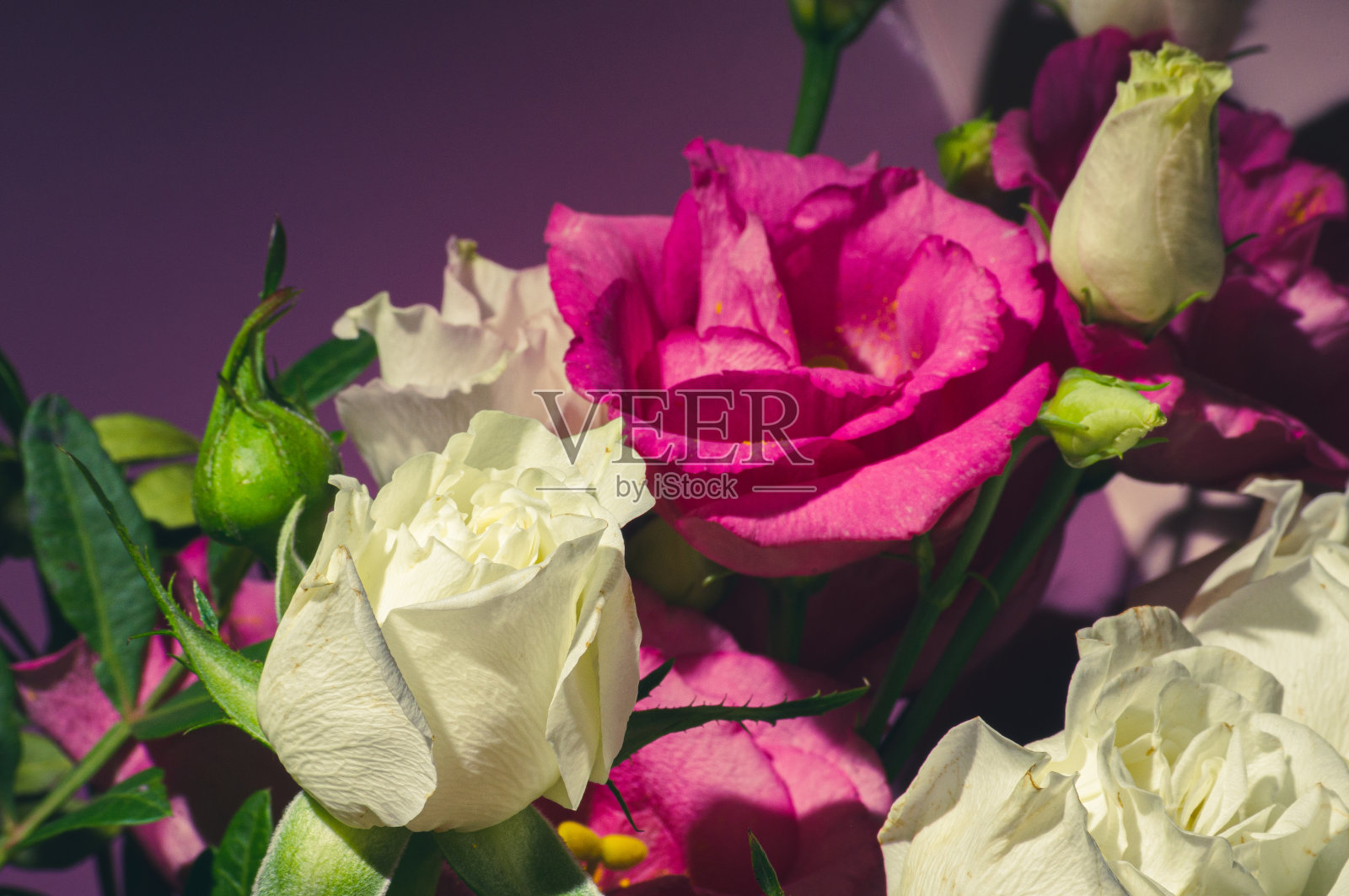 贺卡的背景-一束新鲜的玫瑰在节日包装照片摄影图片