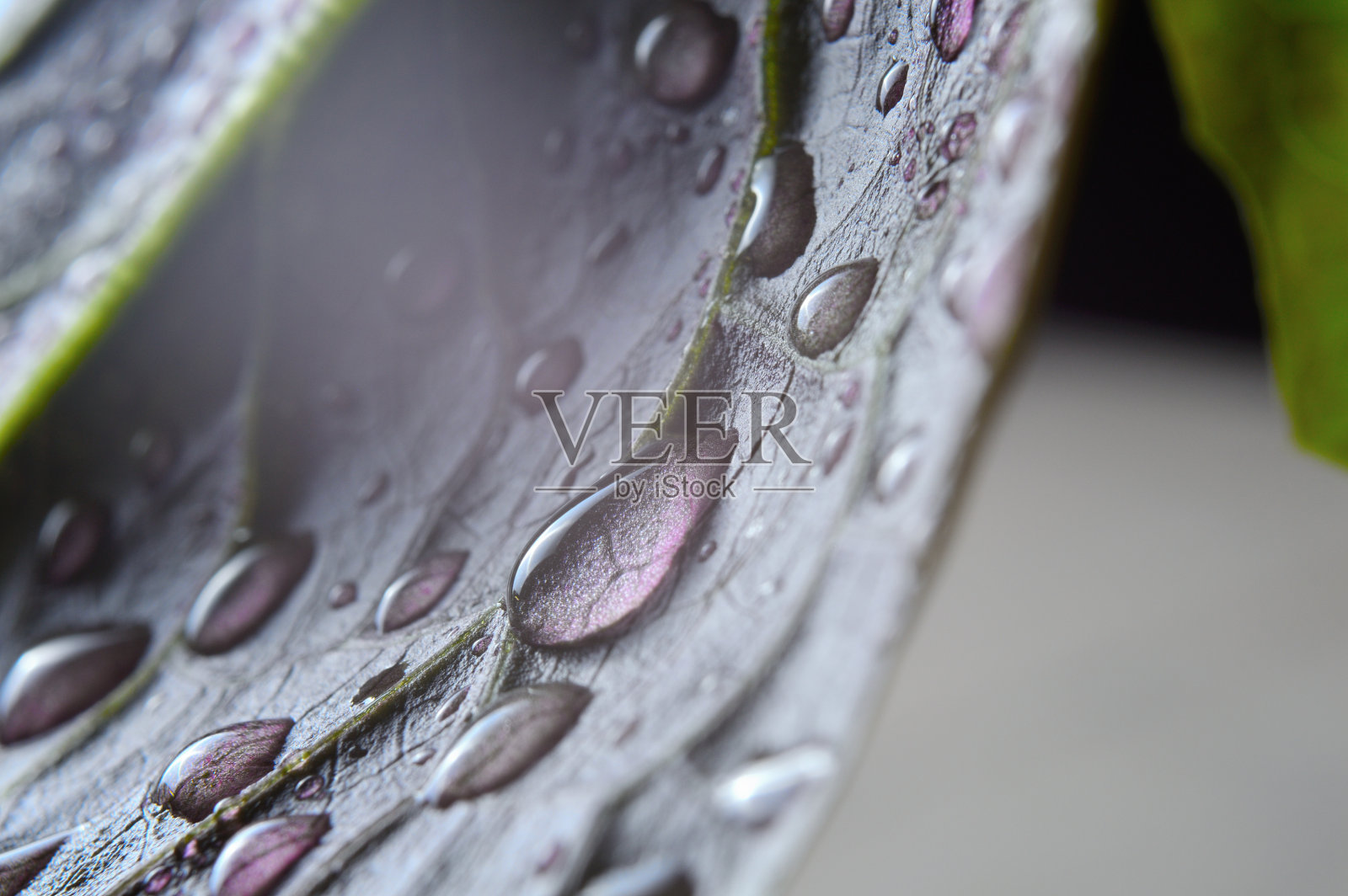 水滴在绿叶上。特写镜头。照片摄影图片