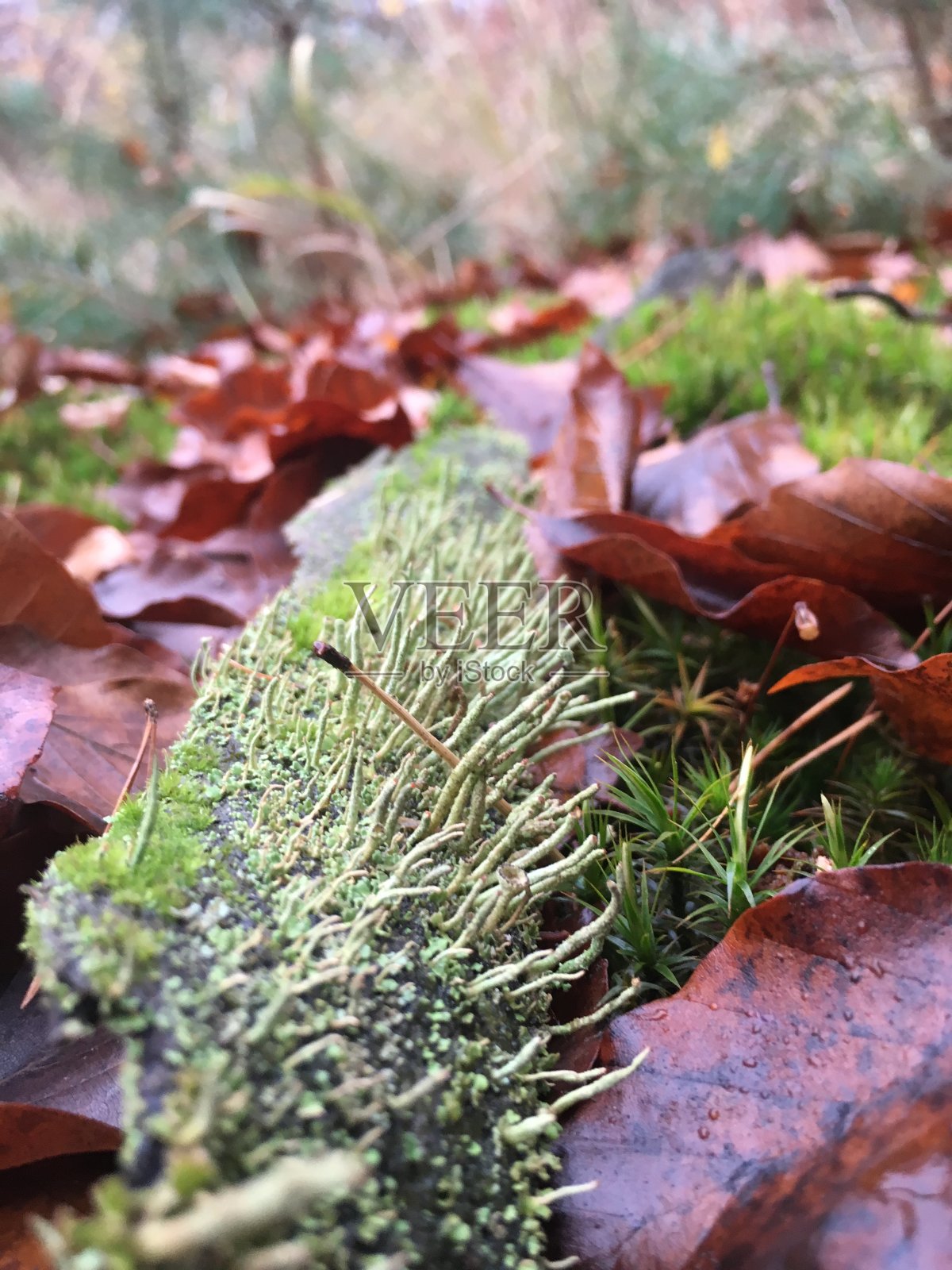 森林中的苔藓和干树叶照片摄影图片