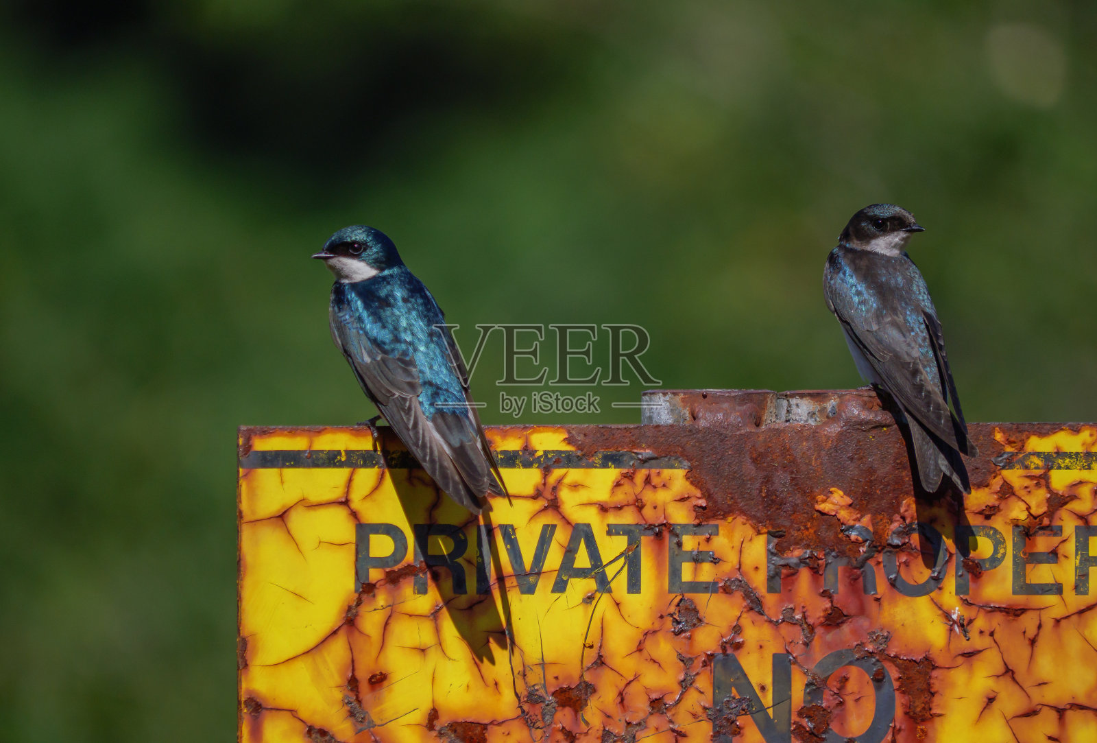 一对树燕子在锈迹斑斑的禁止擅闯2号标志上照片摄影图片