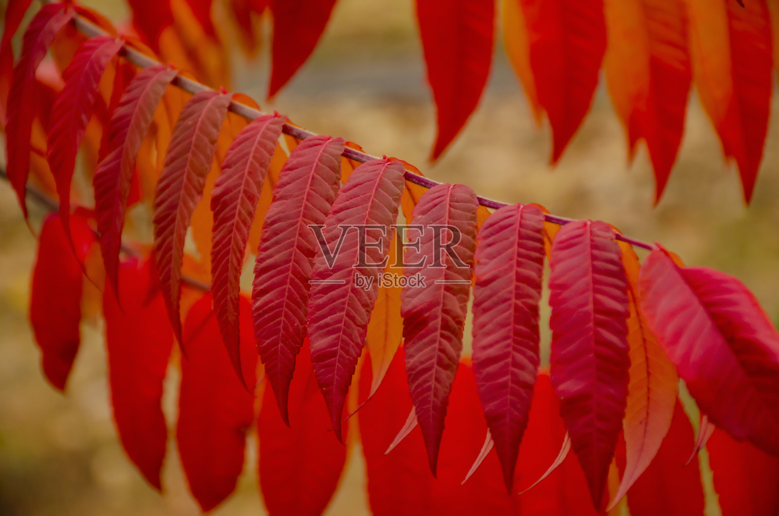 秋天点缀，红叶枝头。秋天的颜色。五彩缤纷的心情照片摄影图片