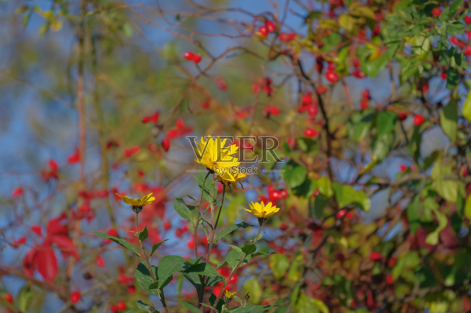 阳光明媚的秋日，花园里盛开着黄色的假向日葵照片摄影图片